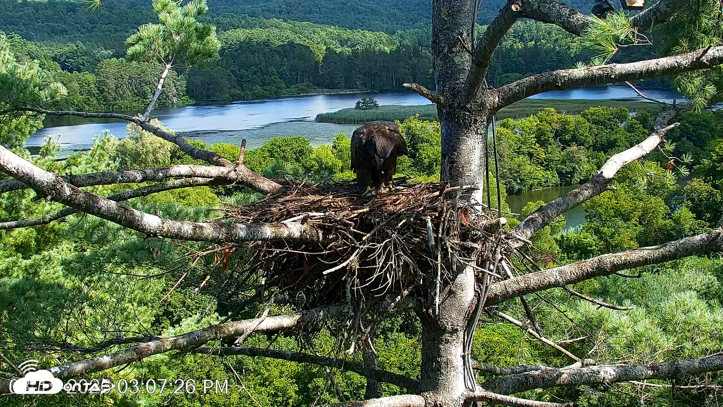 Snapshot of VINS Bald Eagles Nest Live Cams taken Aug 15, 2026, 3:18pm EDT