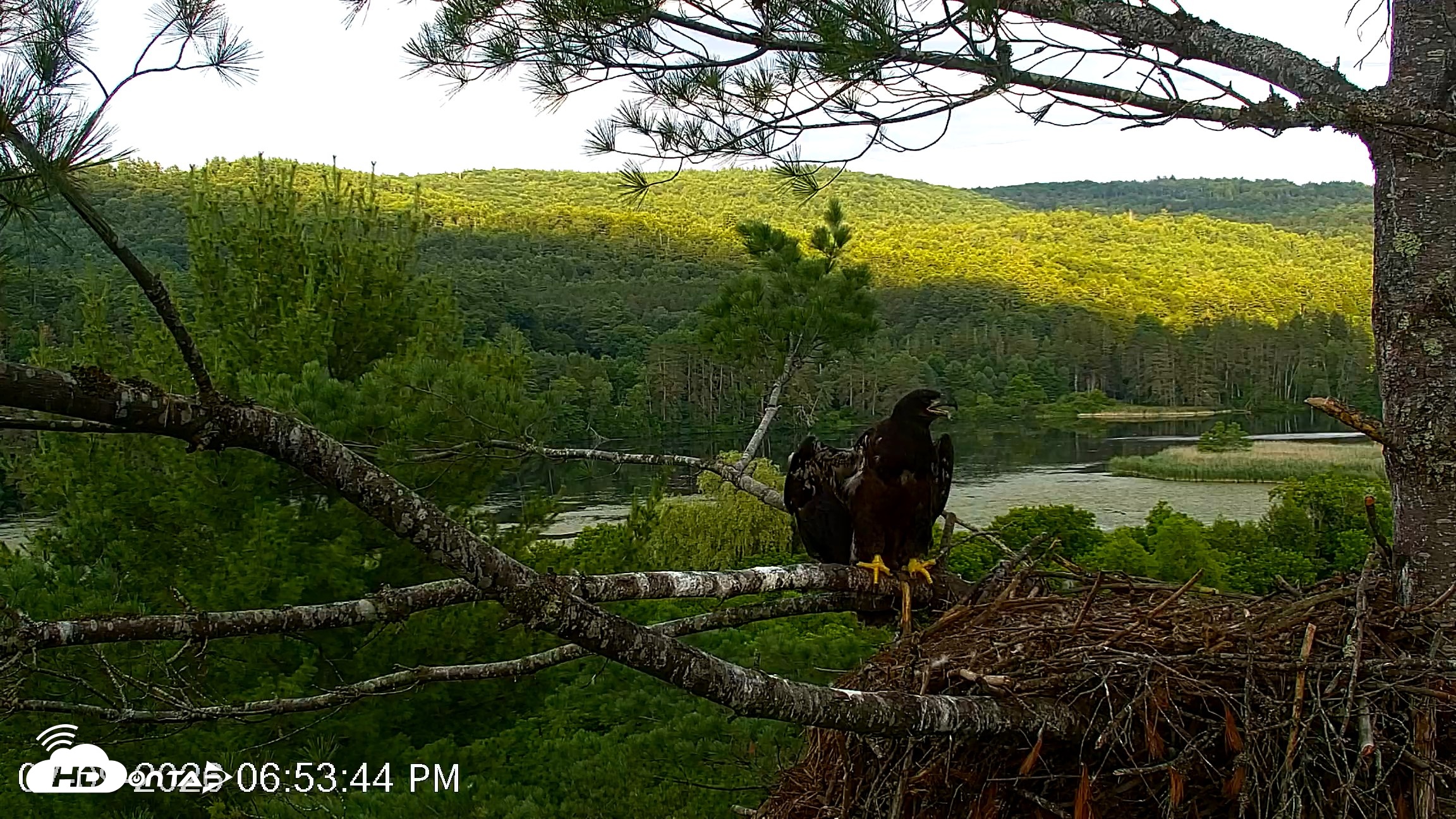 Snapshot of VINS Bald Eagles Nest Live Cams taken Jul 9, 2026, 6:54pm EDT