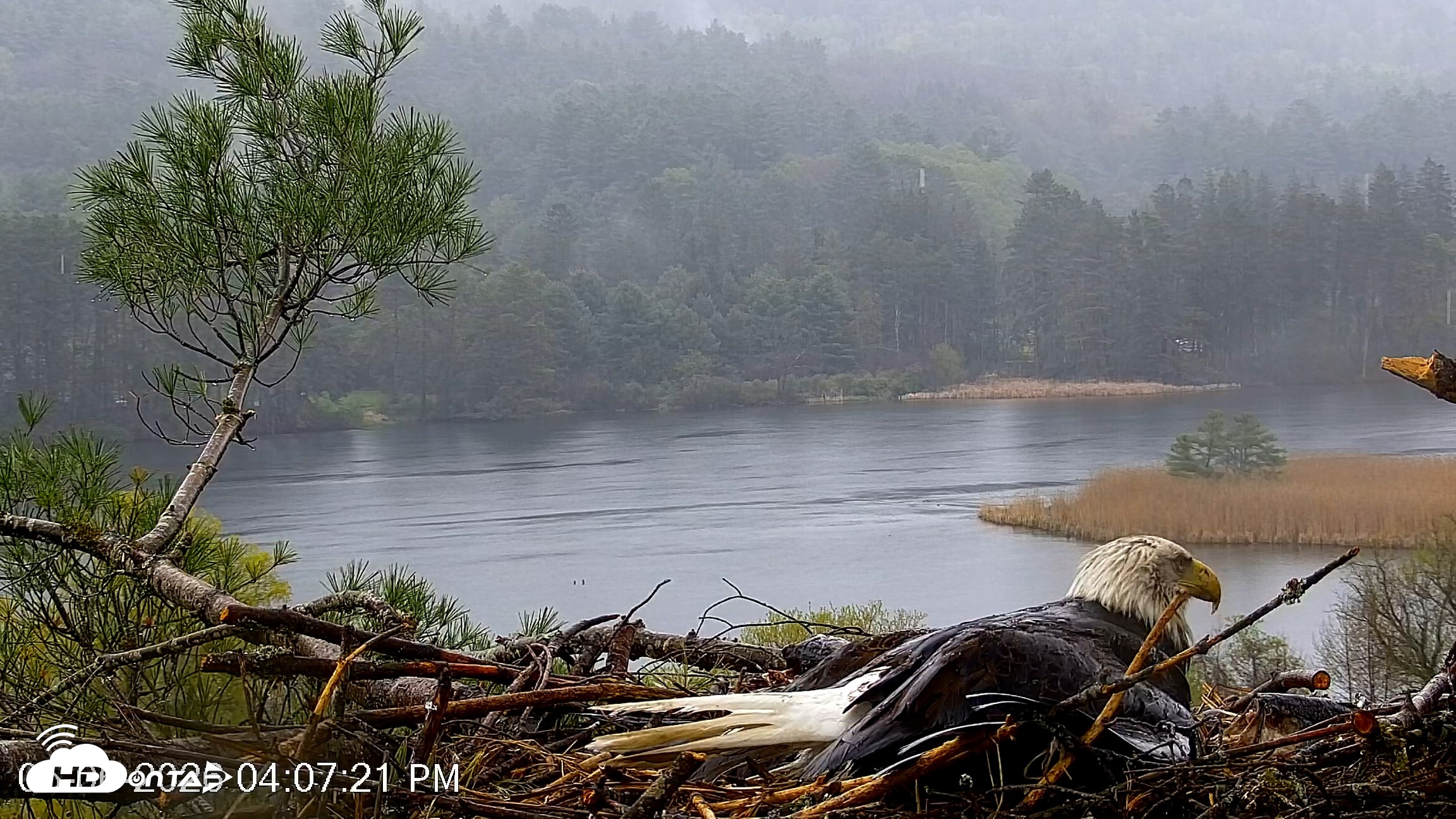 Snapshot of VINS Bald Eagles Nest Live Cams taken May 6, 2026, 4:09pm EDT