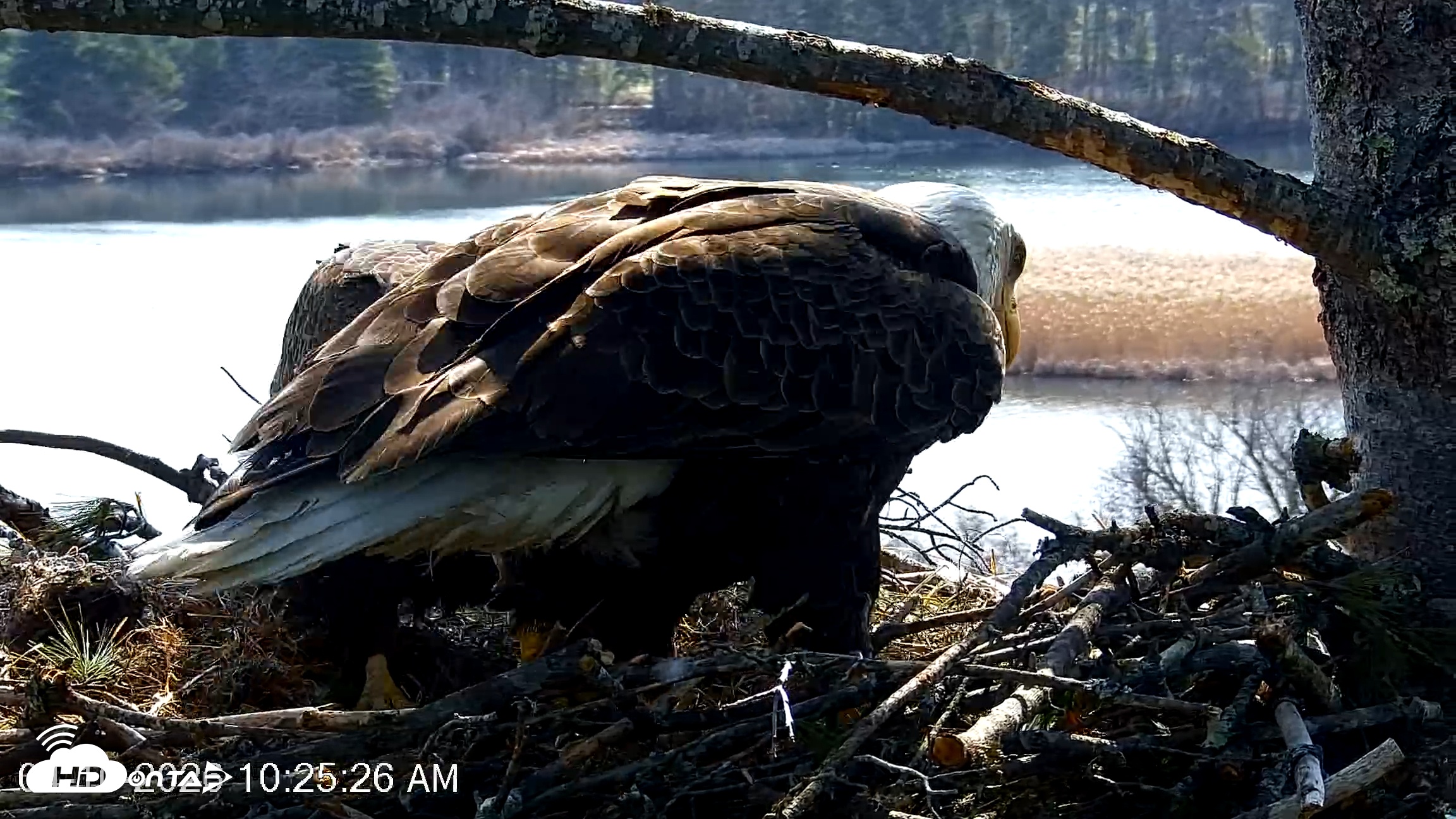 Snapshot of VINS Bald Eagles Nest Live Cams taken Apr 10, 2026, 10:26am EDT
