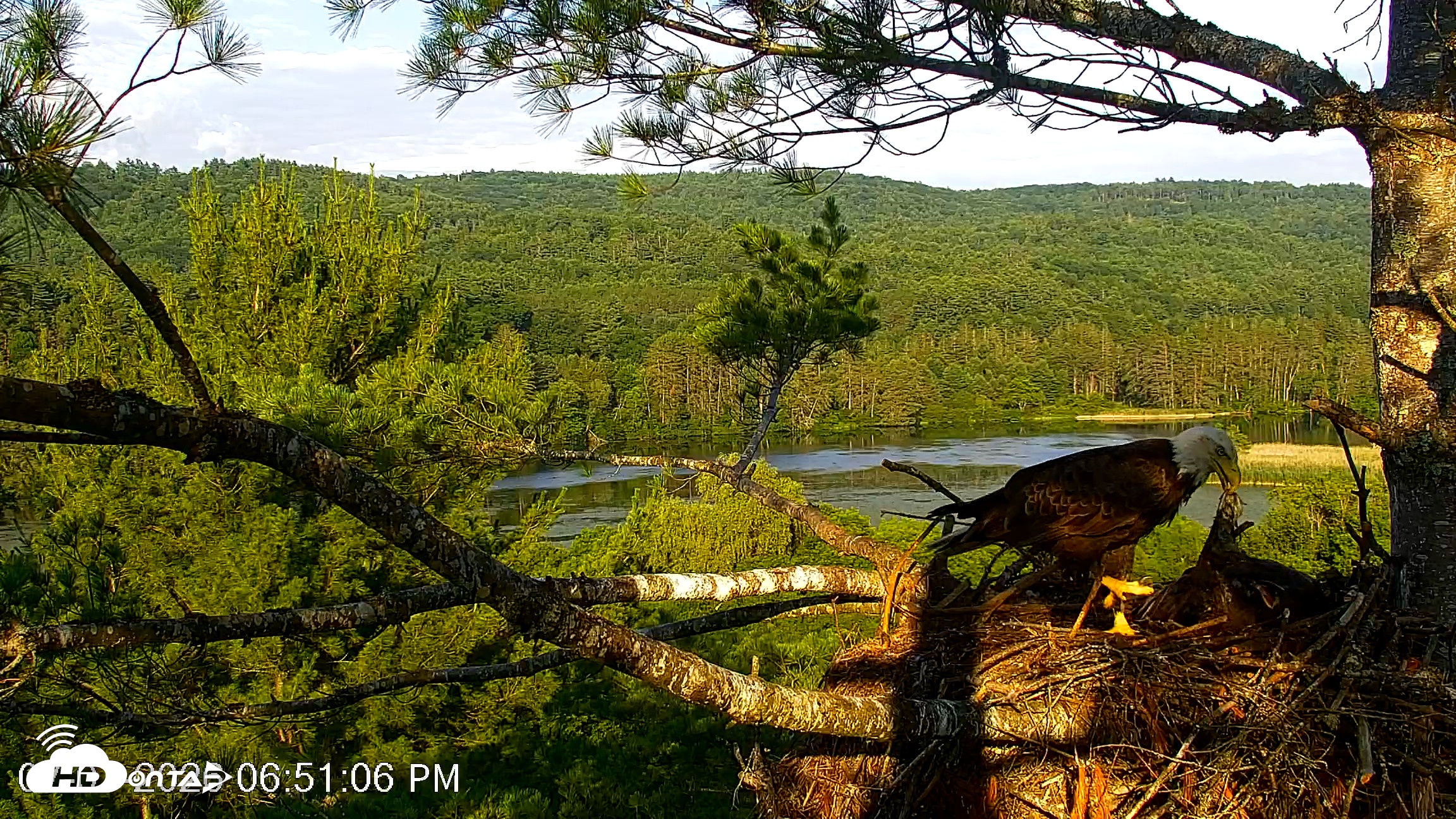 Snapshot of VINS Bald Eagles Nest Live Cams taken Jul 7, 2026, 6:52pm EDT