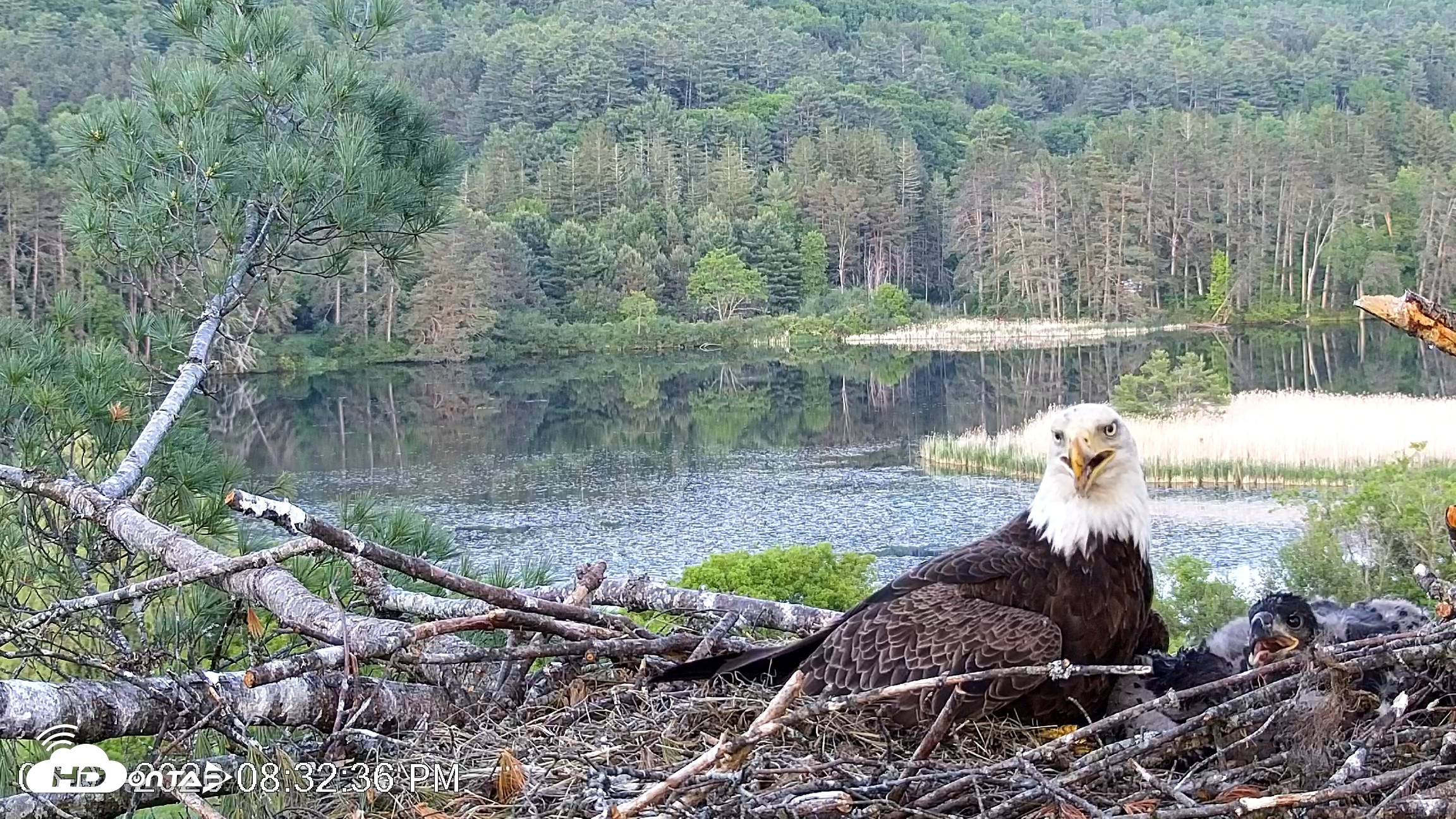 Snapshot of VINS Bald Eagles Nest Live Cams taken Jun 3, 2026, 8:33pm EDT