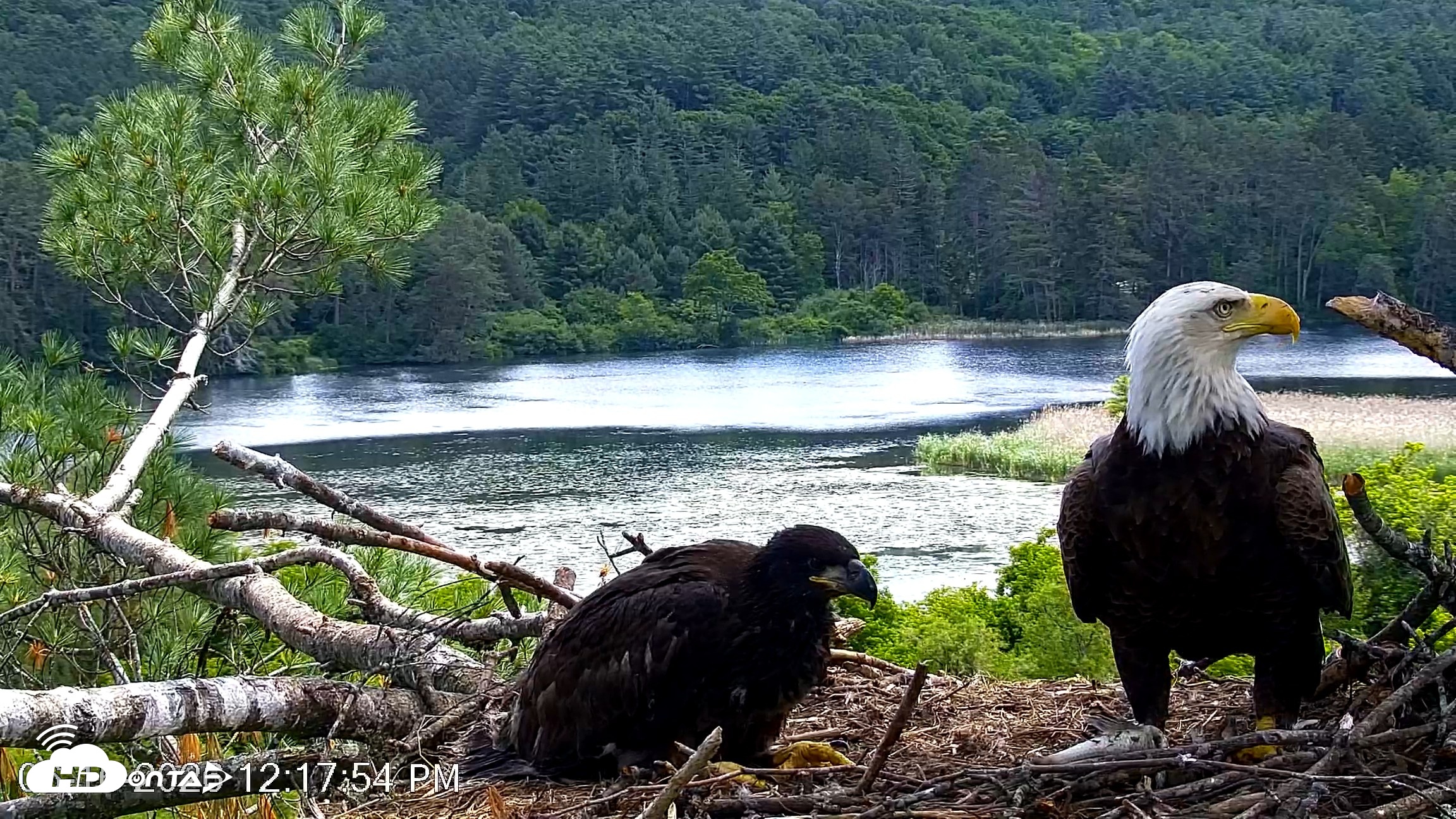 Snapshot of VINS Bald Eagles Nest Live Cams taken Jun 16, 2026, 12:18pm EDT