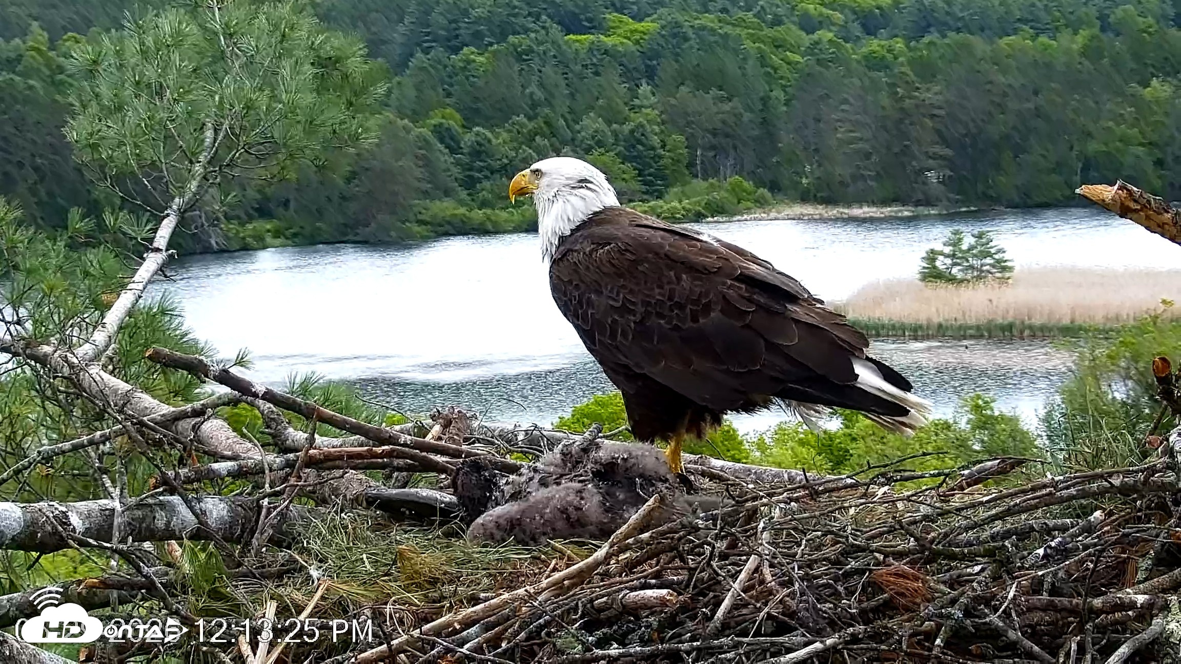 Snapshot of VINS Bald Eagles Nest Live Cams taken May 29, 2026, 12:14pm EDT