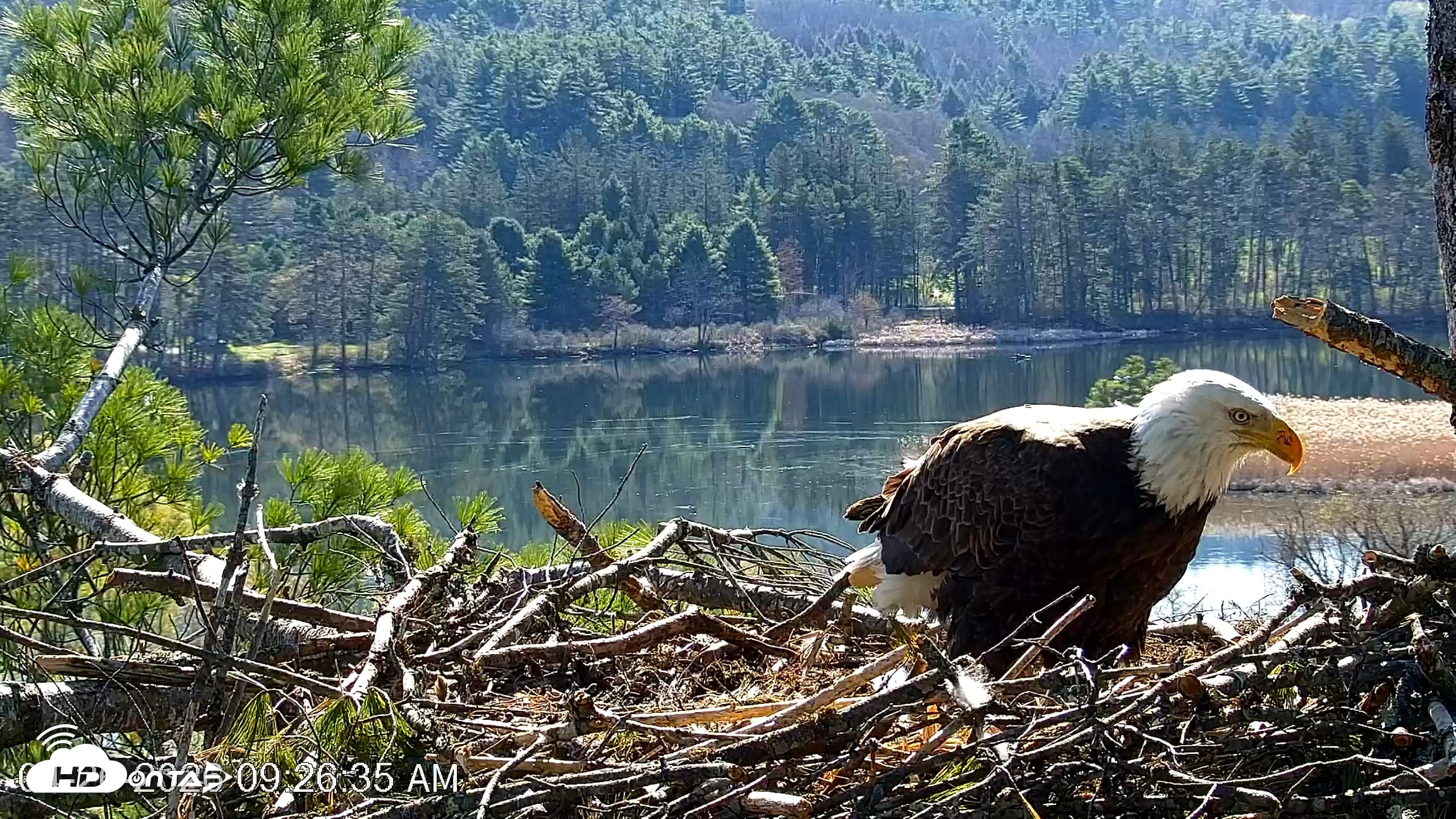 Snapshot of VINS Bald Eagles Nest Live Cams taken Apr 26, 2026, 9:27am EDT