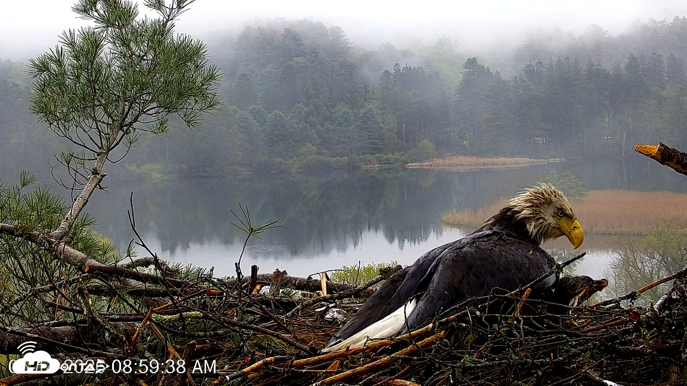Snapshot of VINS Bald Eagles Nest Live Cams taken May 14, 2026, 9:00am EDT