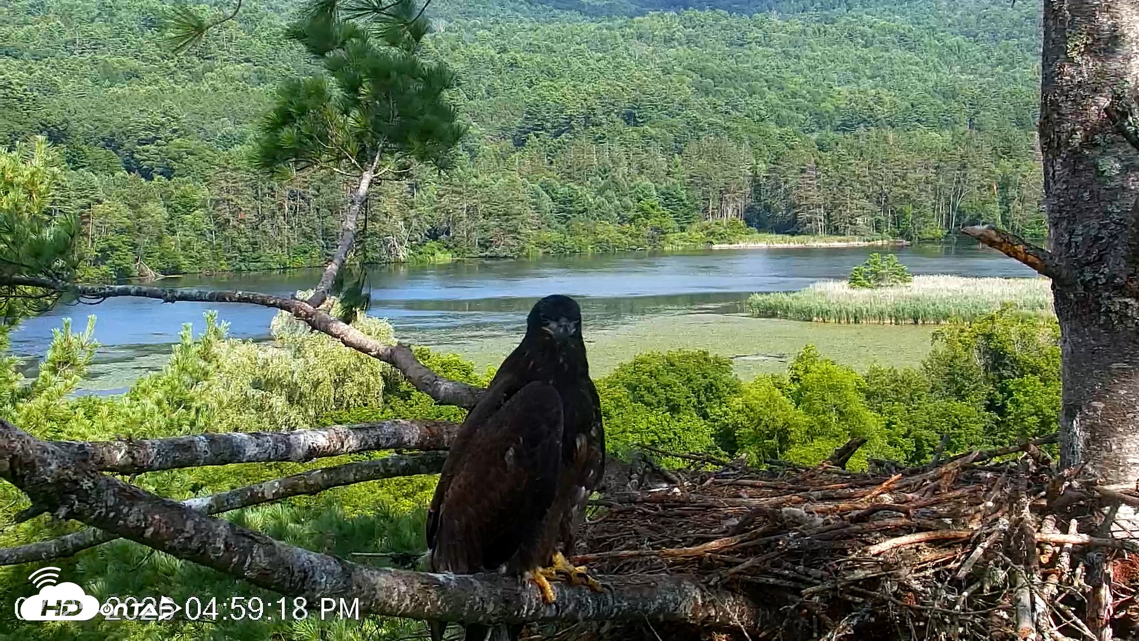 Snapshot of VINS Bald Eagles Nest Live Cams taken Jul 25, 2026, 5:00pm EDT