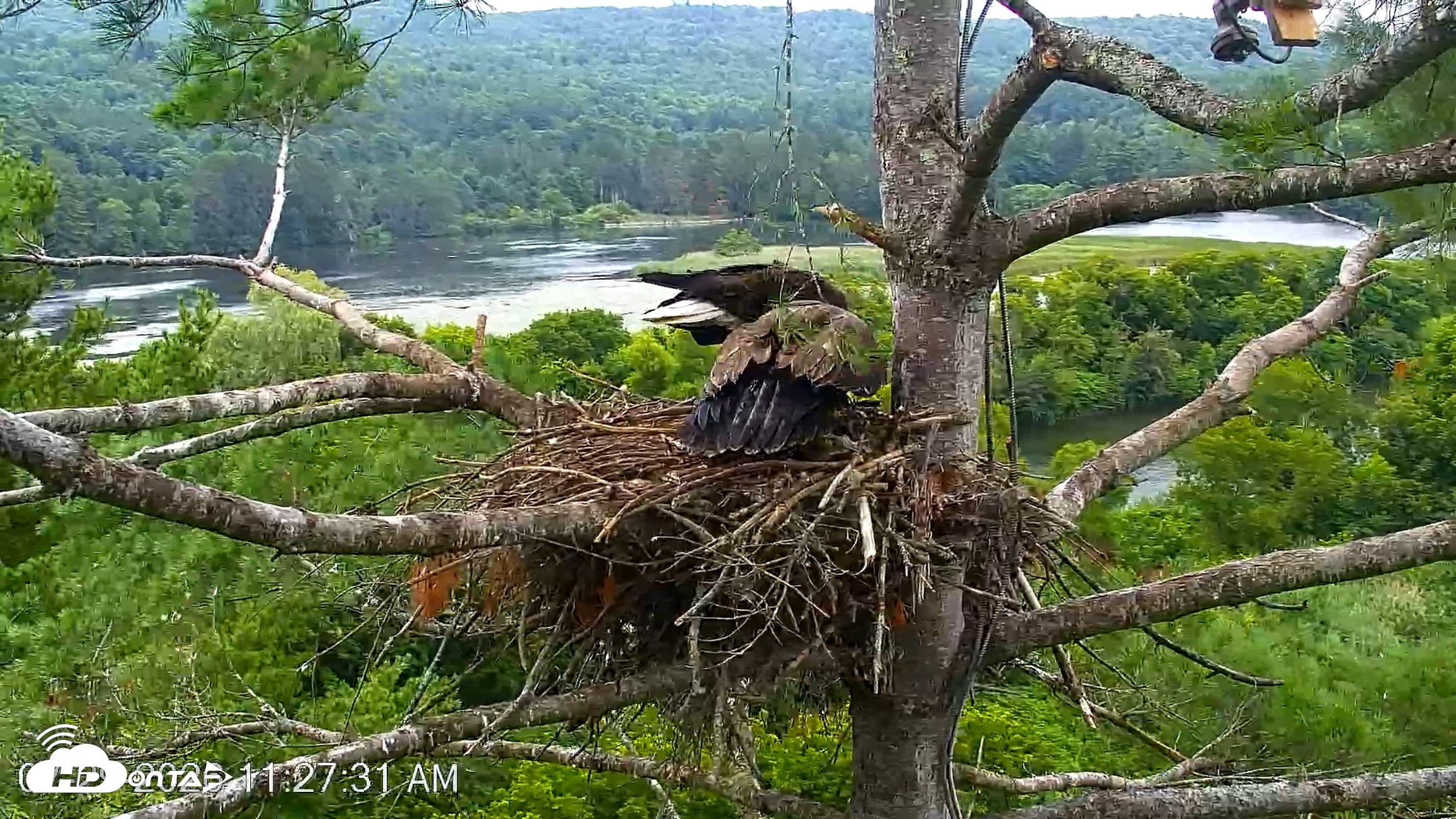 Snapshot of VINS Bald Eagles Nest Live Cams taken Jul 29, 2026, 11:28am EDT