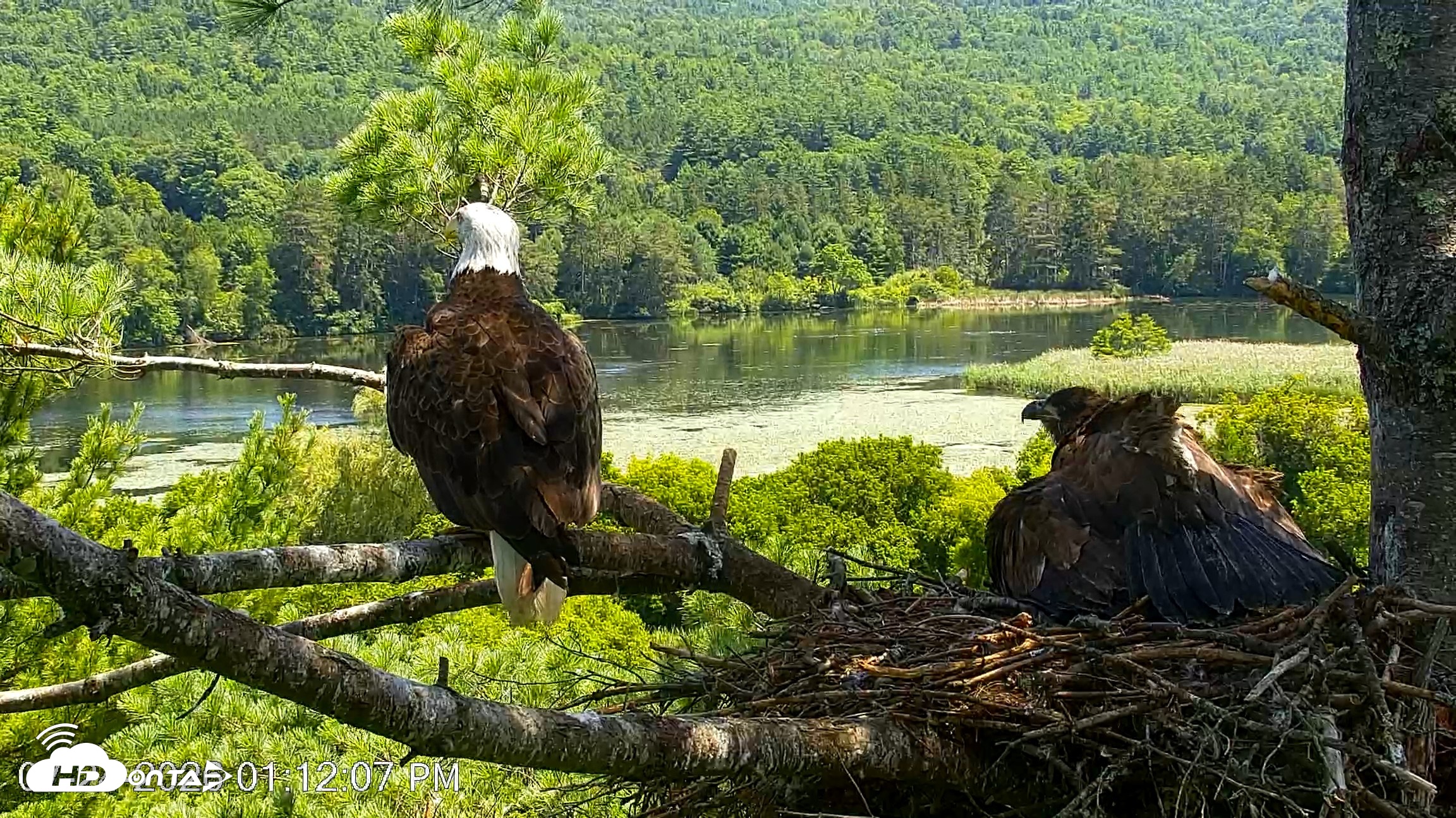 Snapshot of VINS Bald Eagles Nest Live Cams taken Jul 24, 2026, 1:12pm EDT