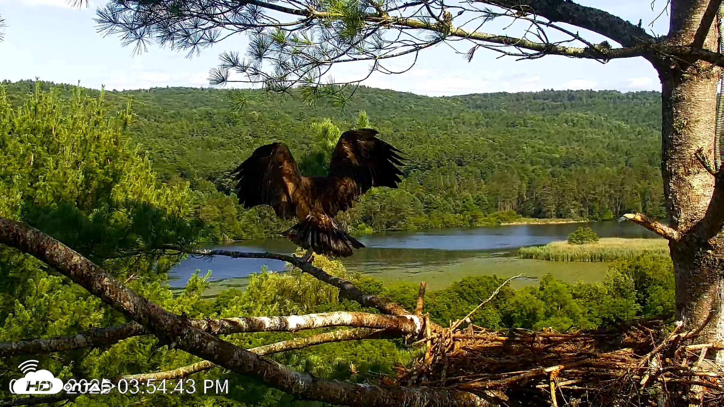 Snapshot of VINS Bald Eagles Nest Live Cams taken Jul 20, 2026, 3:56pm EDT