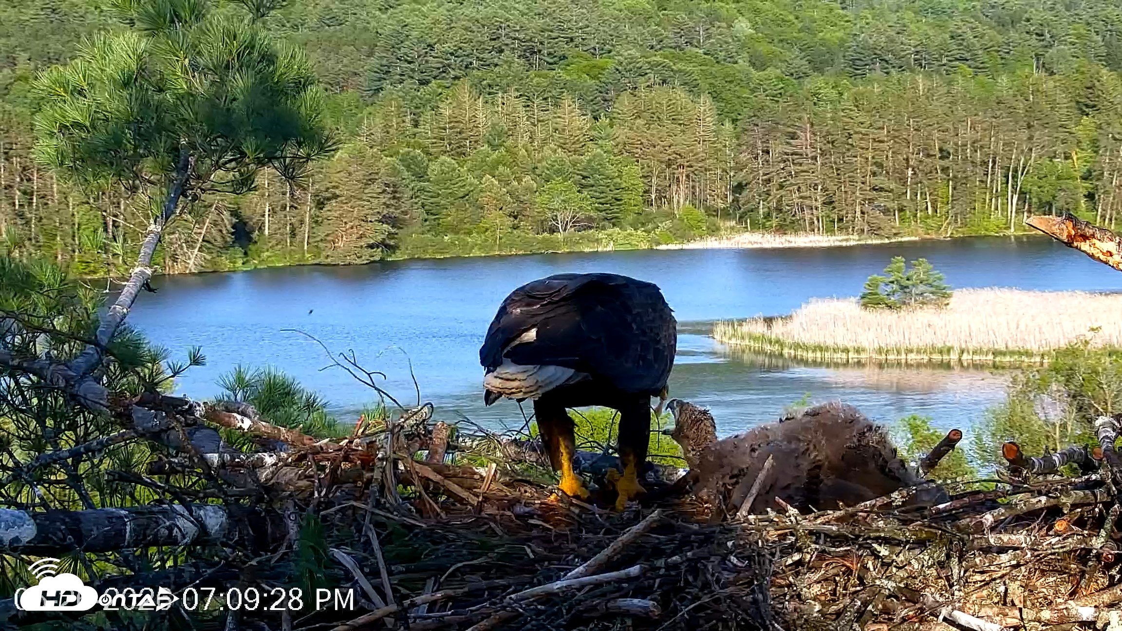 Snapshot of VINS Bald Eagles Nest Live Cams taken May 26, 2026, 7:10pm EDT