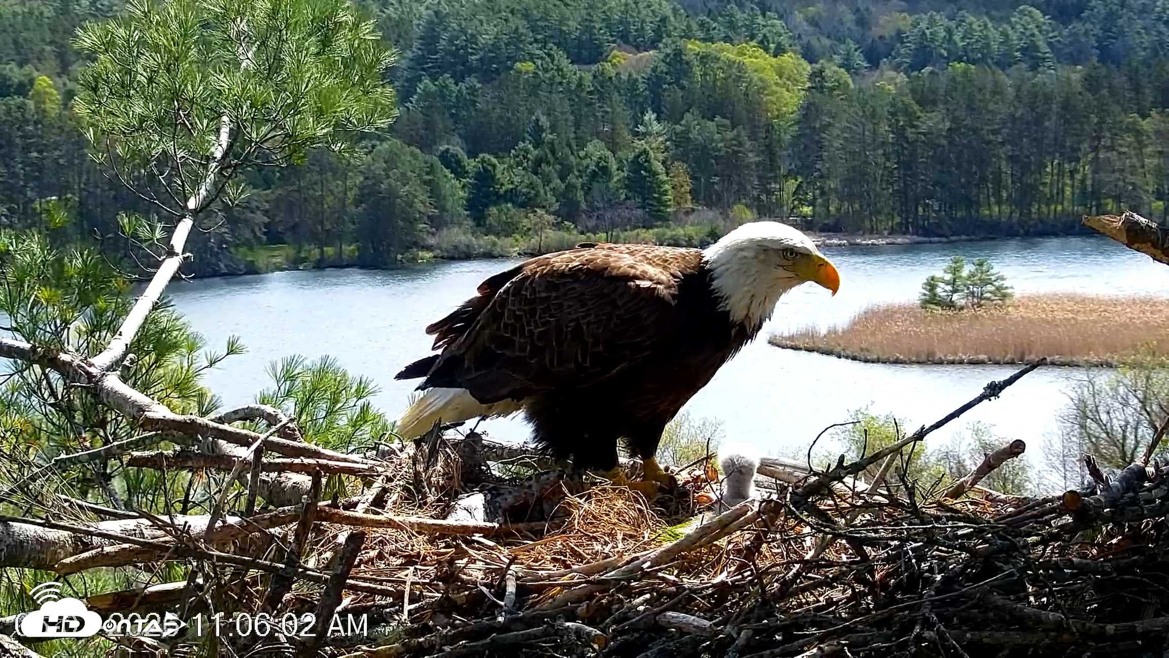 Snapshot of VINS Bald Eagles Nest Live Cams taken May 7, 2026, 11:06am EDT