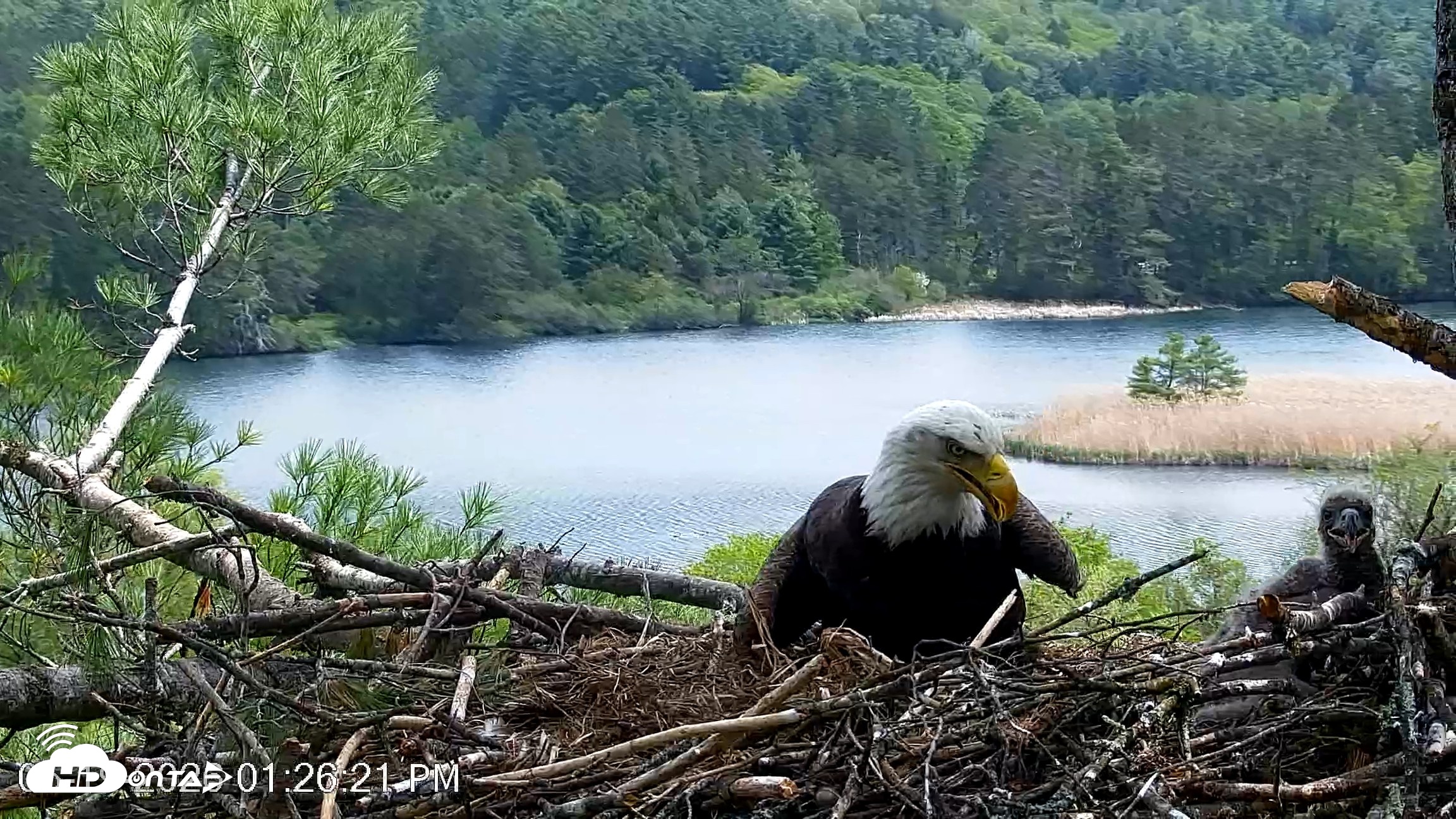 Snapshot of VINS Bald Eagles Nest Live Cams taken May 19, 2026, 1:27pm EDT