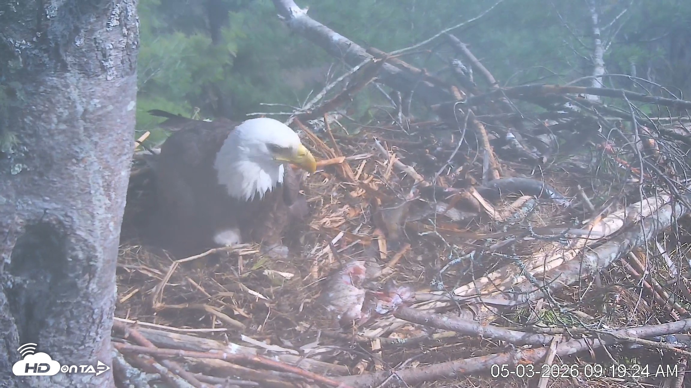 Snapshot of VINS Bald Eagles Nest Live Cams taken May 3, 2026, 9:20am EDT