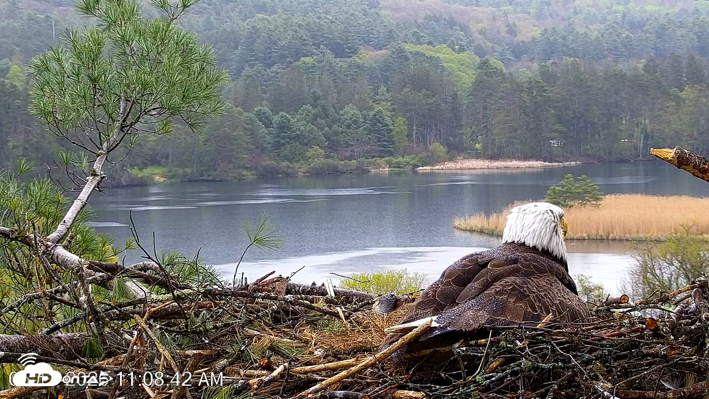 Snapshot of VINS Bald Eagles Nest Live Cams taken May 13, 2026, 11:09am EDT