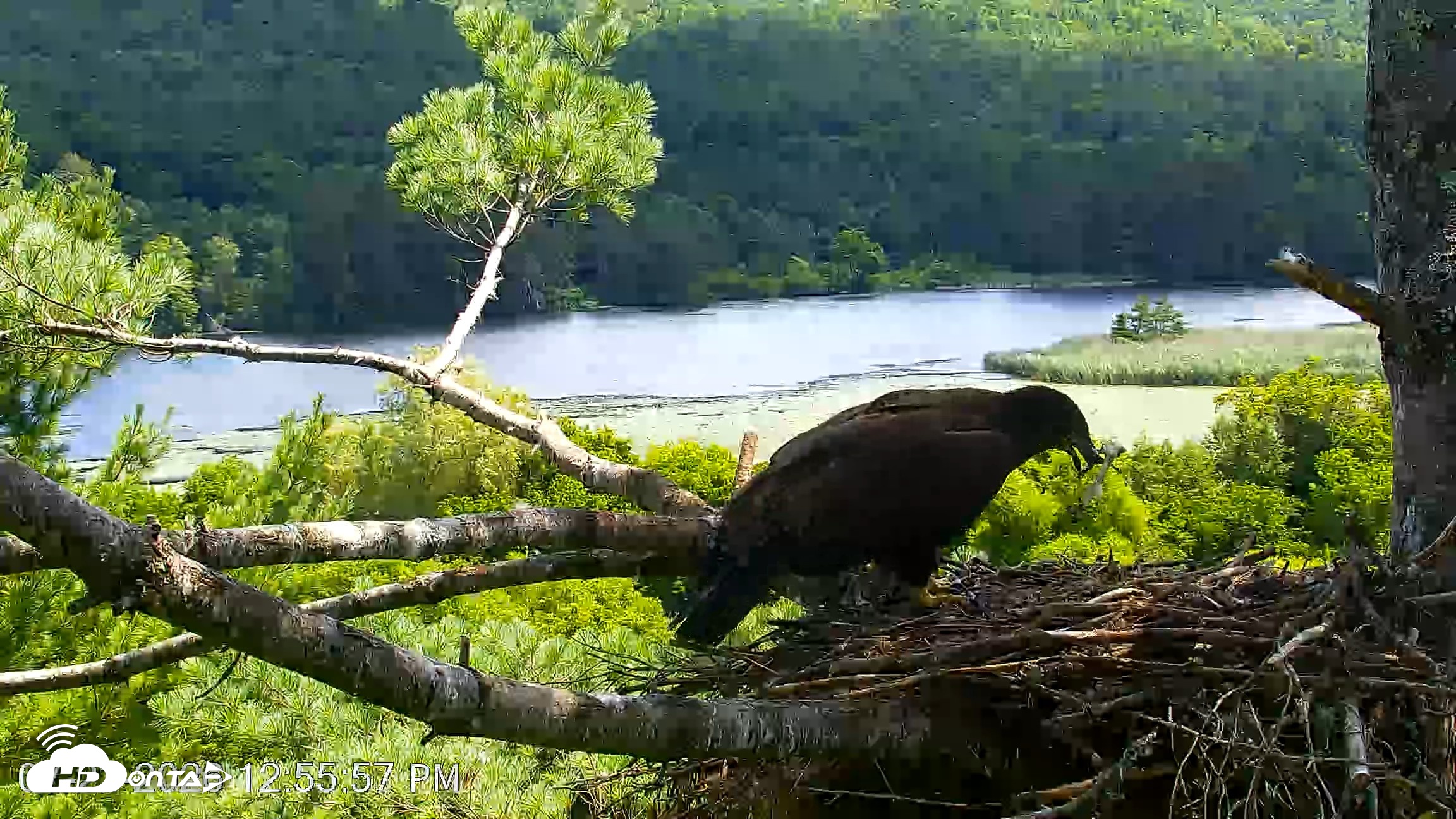 Snapshot of VINS Bald Eagles Nest Live Cams taken Jul 23, 2026, 12:56pm EDT