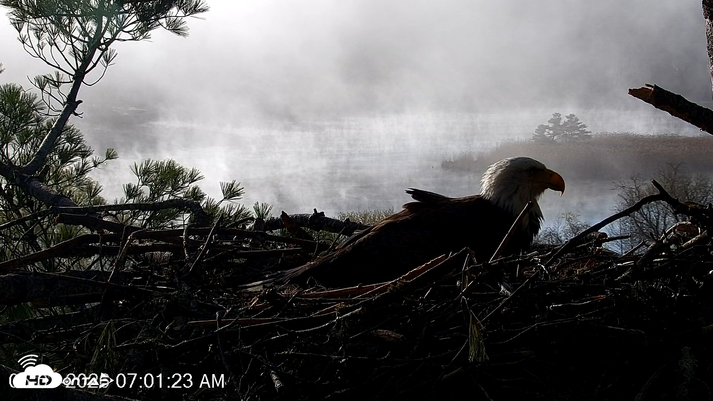 Snapshot of VINS Bald Eagles Nest Live Cams taken May 1, 2026, 7:02am EDT