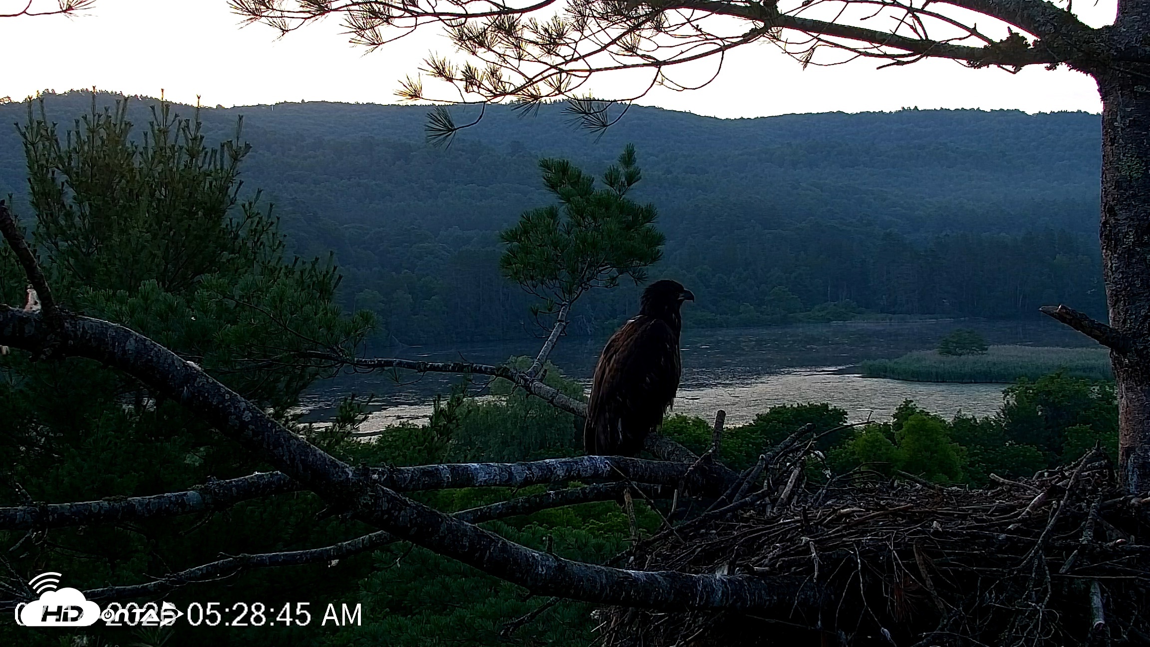 Snapshot of VINS Bald Eagles Nest Live Cams taken Jul 14, 2026, 5:29am EDT