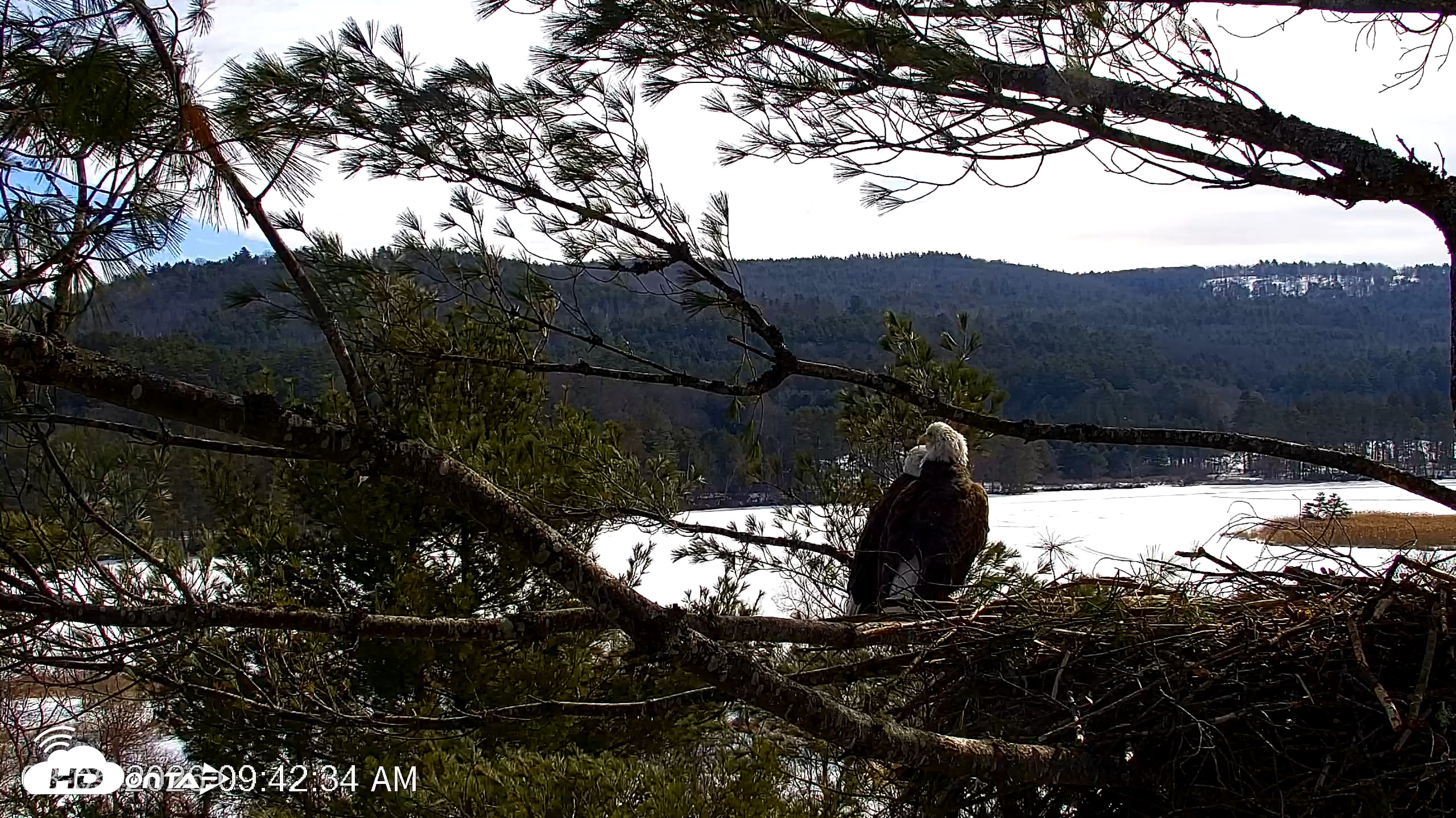 Snapshot of VINS Bald Eagles Nest Live Cams taken Mar 5, 2026, 9:43am EST
