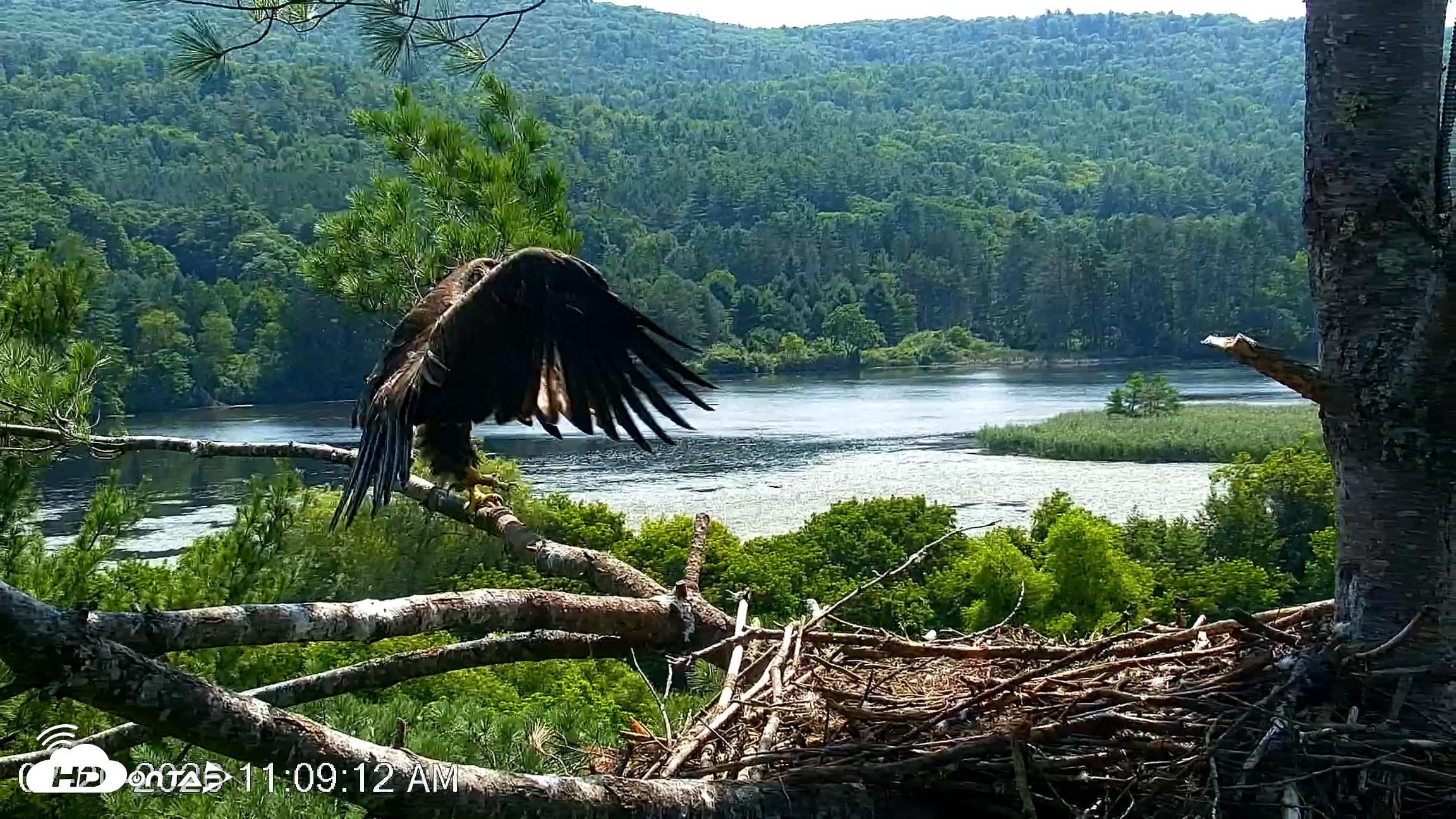 Snapshot of VINS Bald Eagles Nest Live Cams taken Jul 20, 2026, 11:10am EDT