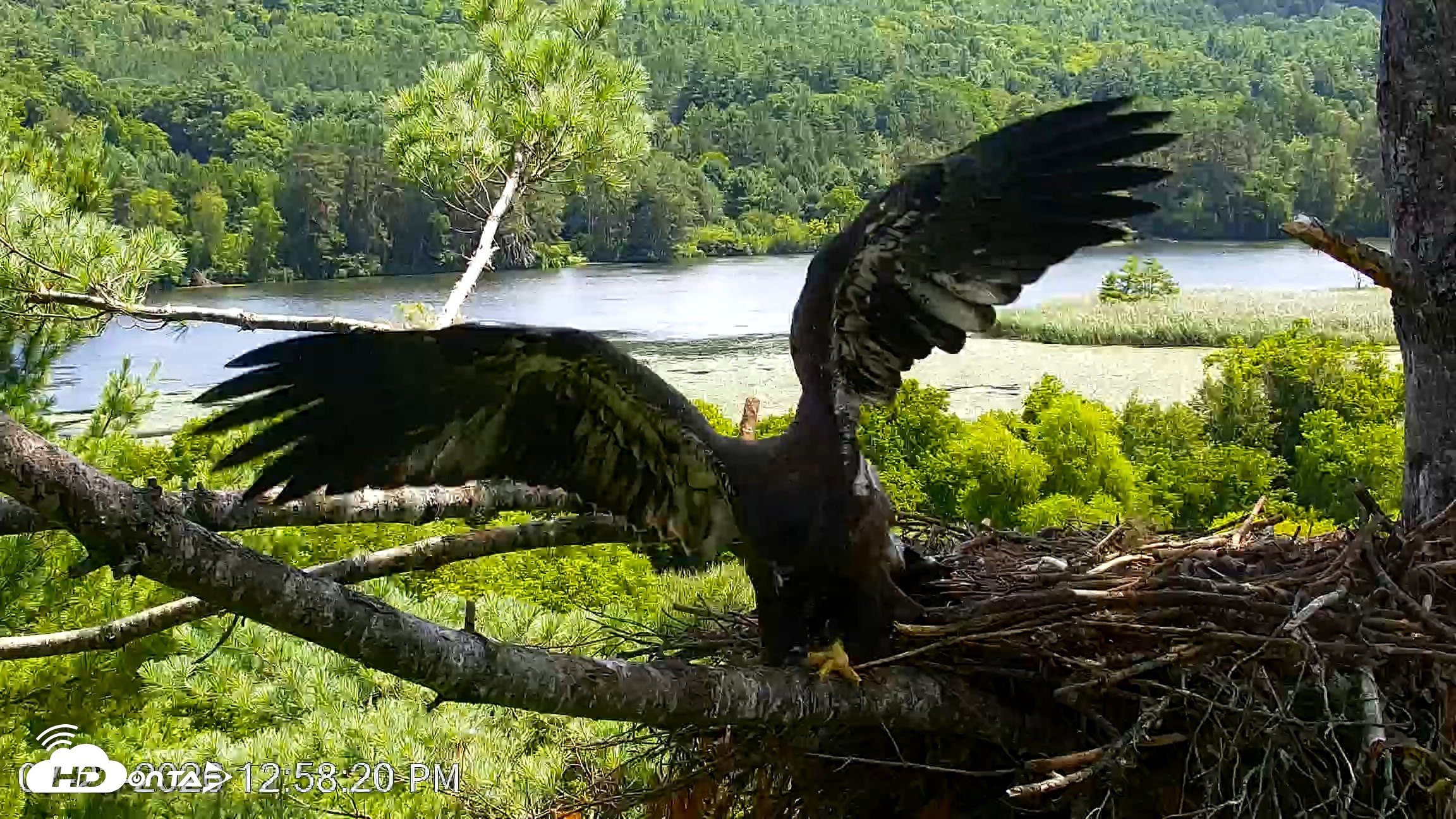 Snapshot of VINS Bald Eagles Nest Live Cams taken Jul 23, 2026, 12:59pm EDT