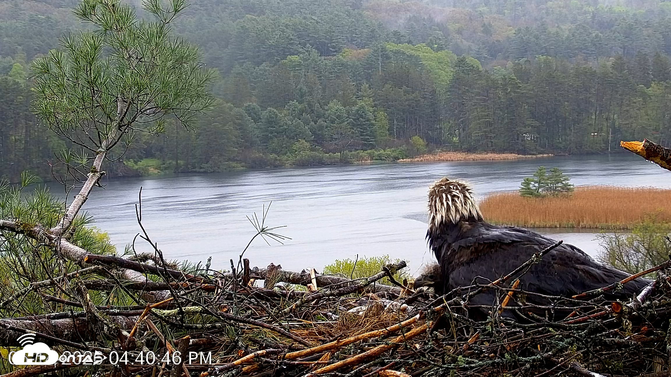 Snapshot of VINS Bald Eagles Nest Live Cams taken May 14, 2026, 4:41pm EDT