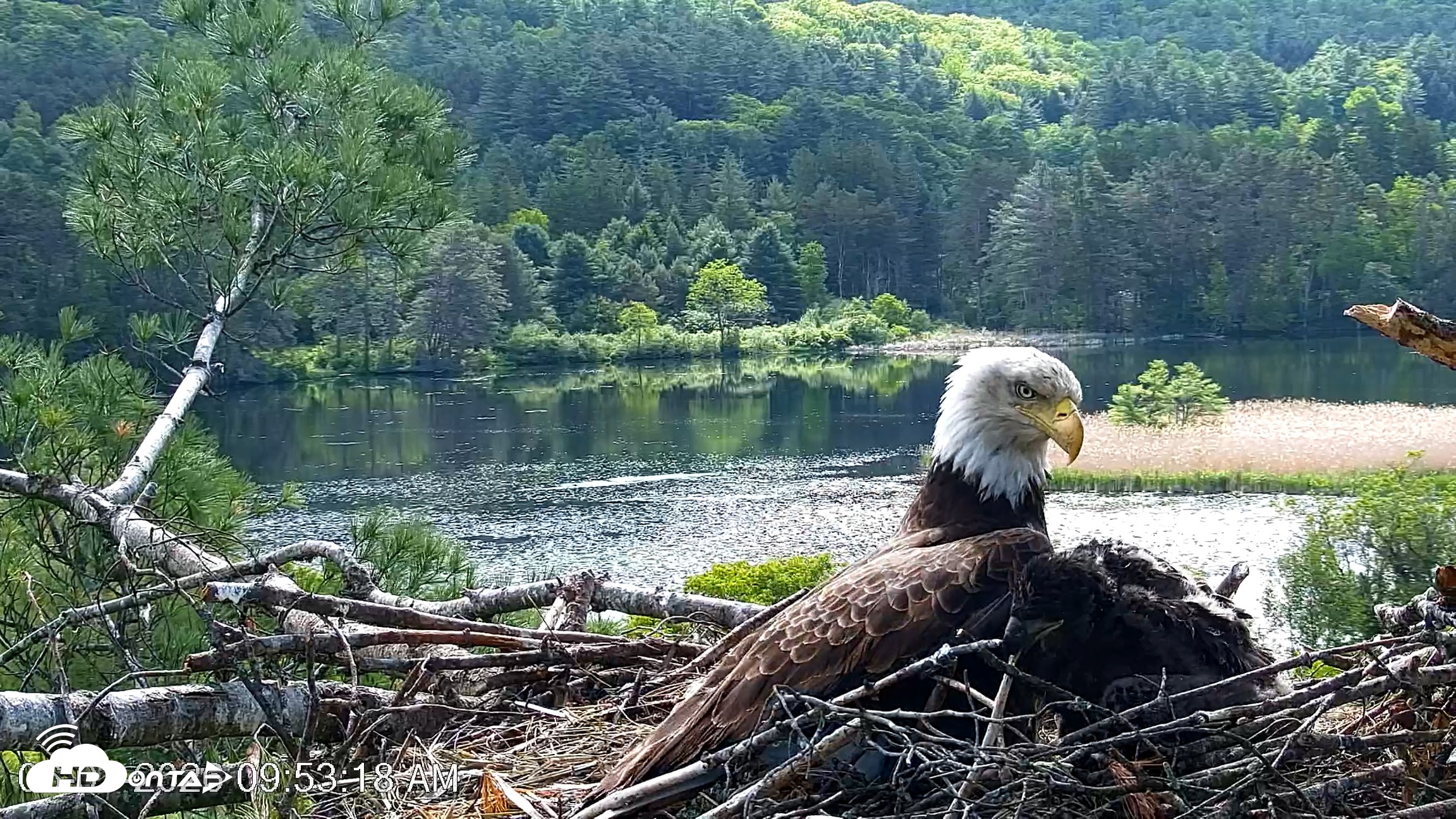 Snapshot of VINS Bald Eagles Nest Live Cams taken Jun 1, 2026, 9:53am EDT
