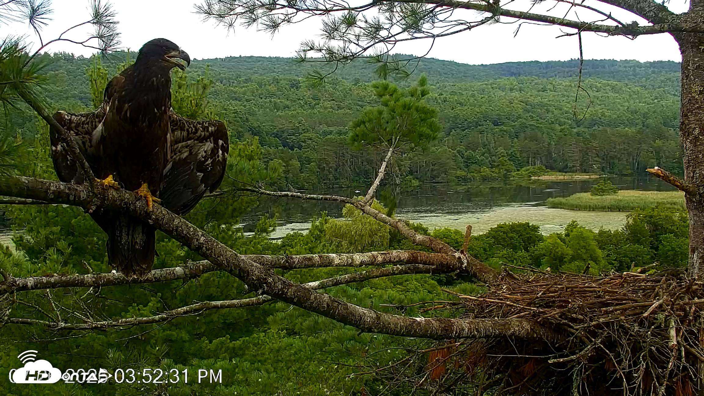 Snapshot of VINS Bald Eagles Nest Live Cams taken Jul 26, 2026, 3:53pm EDT
