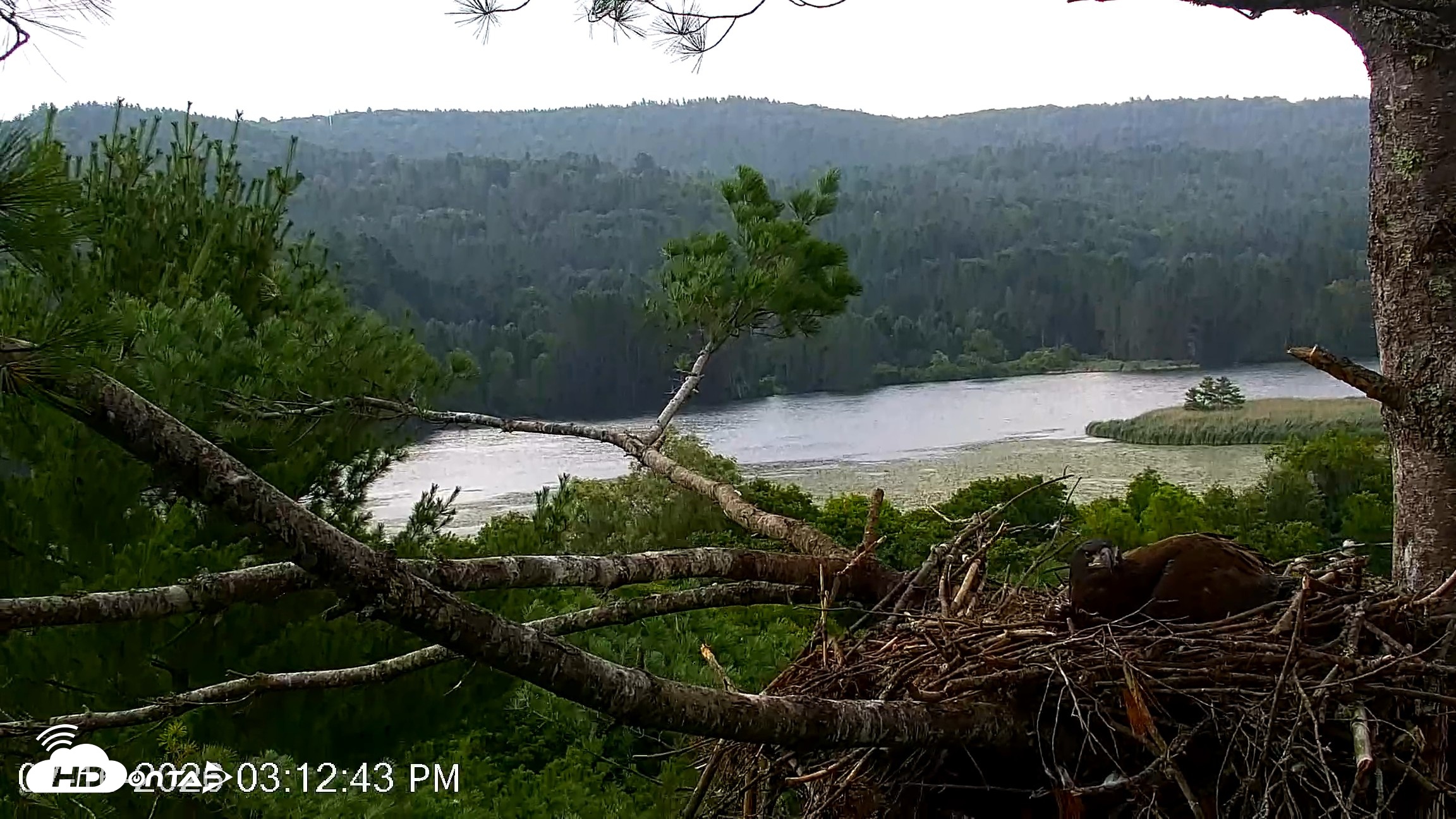 Snapshot of VINS Bald Eagles Nest Live Cams taken Jul 16, 2026, 3:13pm EDT