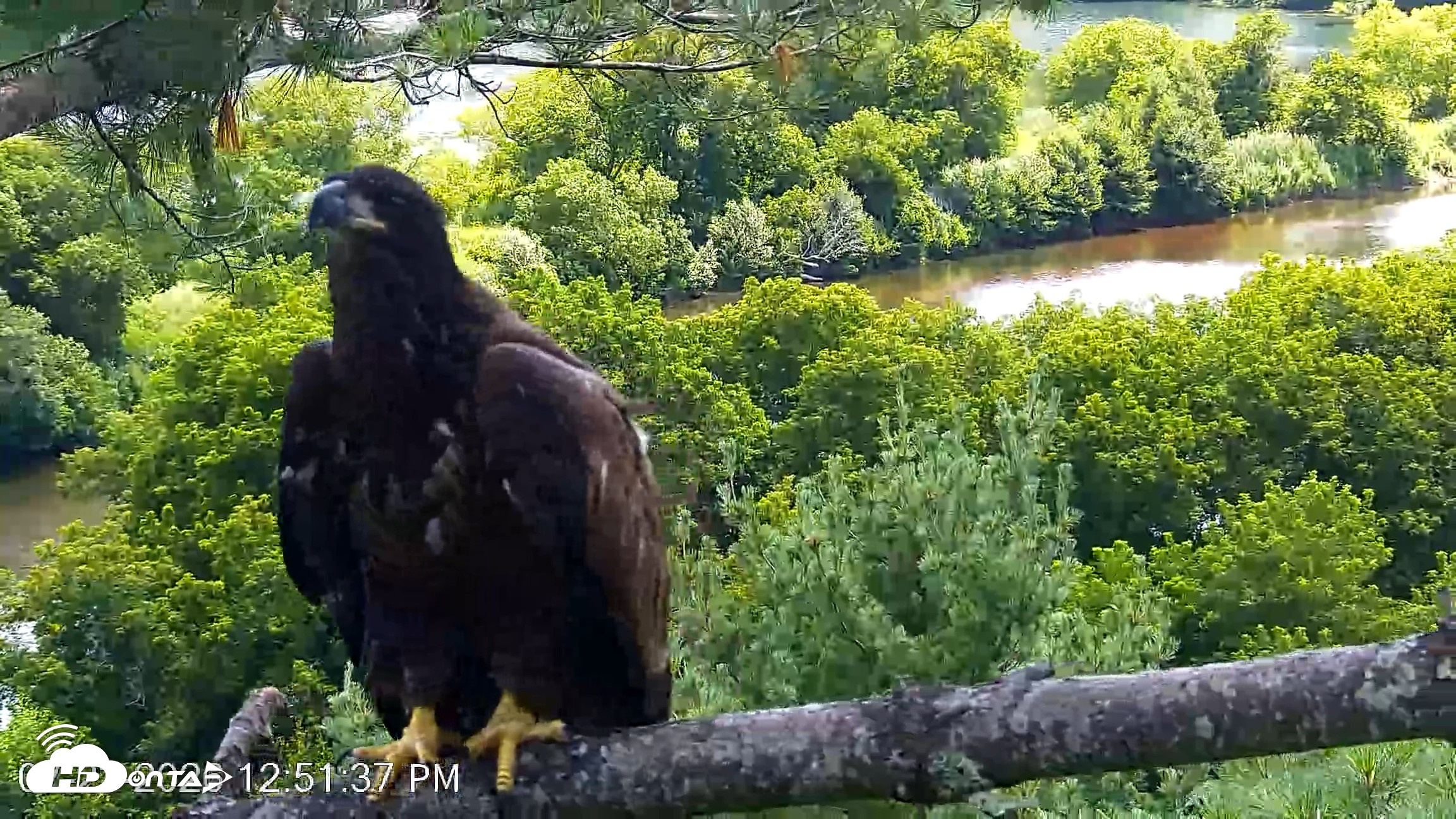 Snapshot of VINS Bald Eagles Nest Live Cams taken Jul 23, 2026, 12:51pm EDT