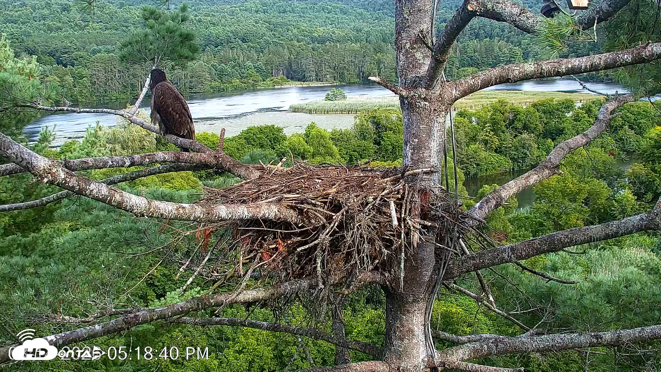 Snapshot of VINS Bald Eagles Nest Live Cams taken Aug 14, 2026, 5:19pm EDT
