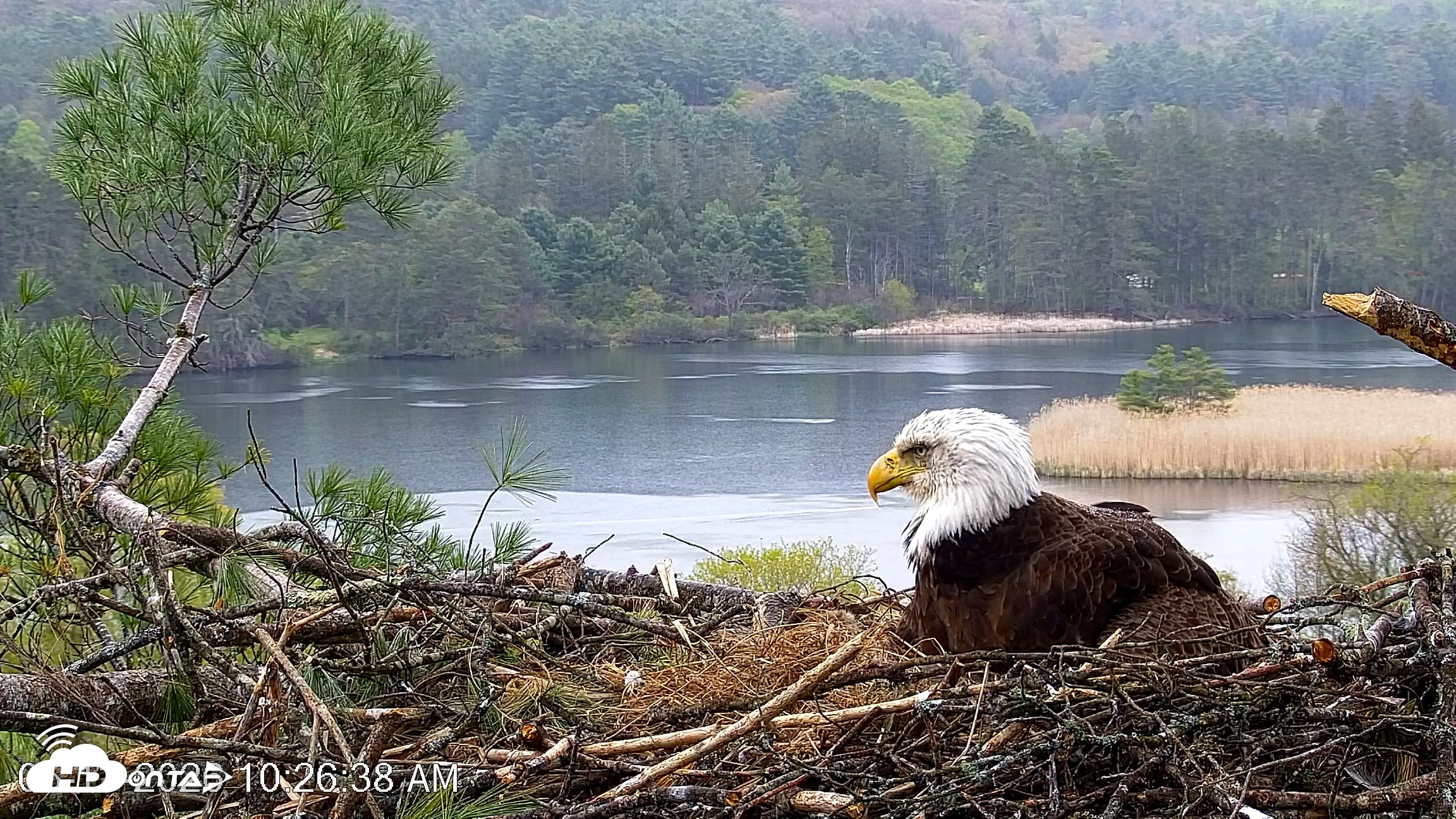 Snapshot of VINS Bald Eagles Nest Live Cams taken May 13, 2026, 10:27am EDT