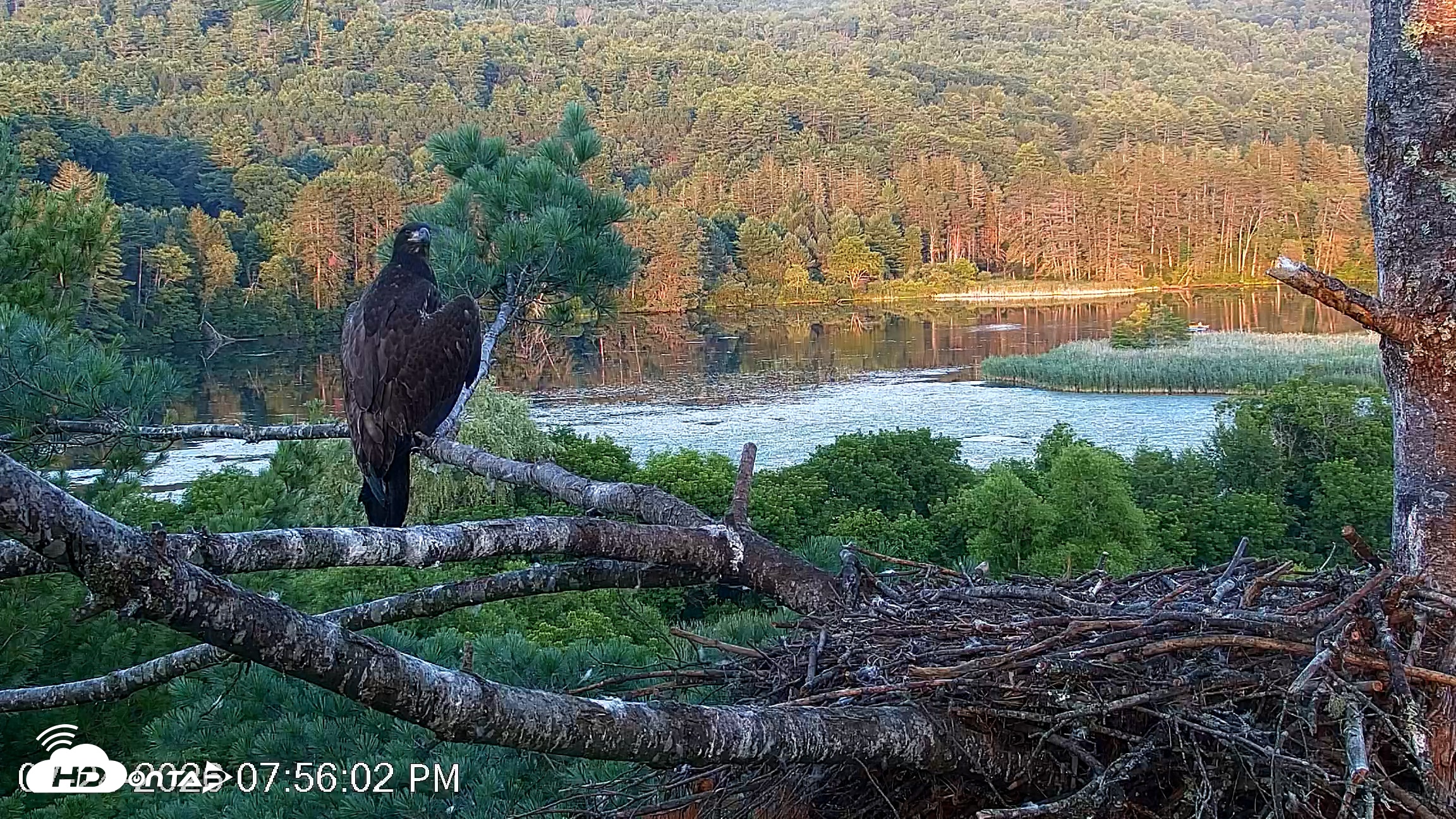 Snapshot of VINS Bald Eagles Nest Live Cams taken Jul 24, 2026, 7:56pm EDT