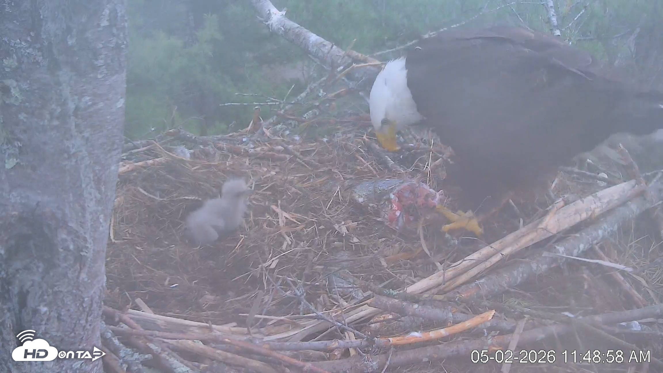 Snapshot of VINS Bald Eagles Nest Live Cams taken May 2, 2026, 11:49am EDT