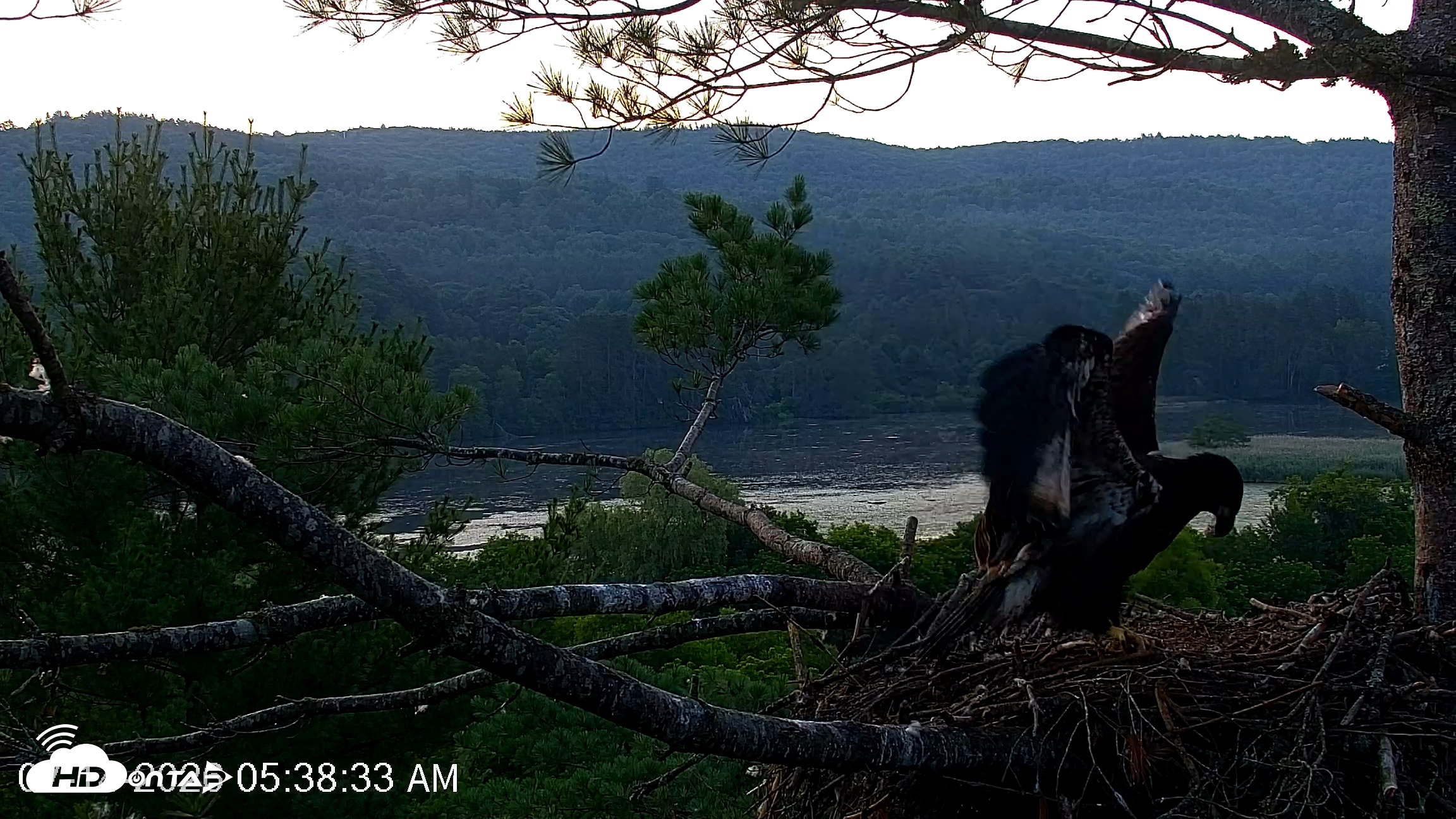 Snapshot of VINS Bald Eagles Nest Live Cams taken Jul 14, 2026, 5:39am EDT