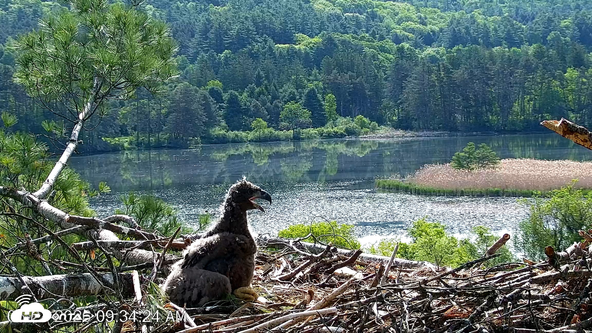 Snapshot of VINS Bald Eagles Nest Live Cams taken May 27, 2026, 9:35am EDT