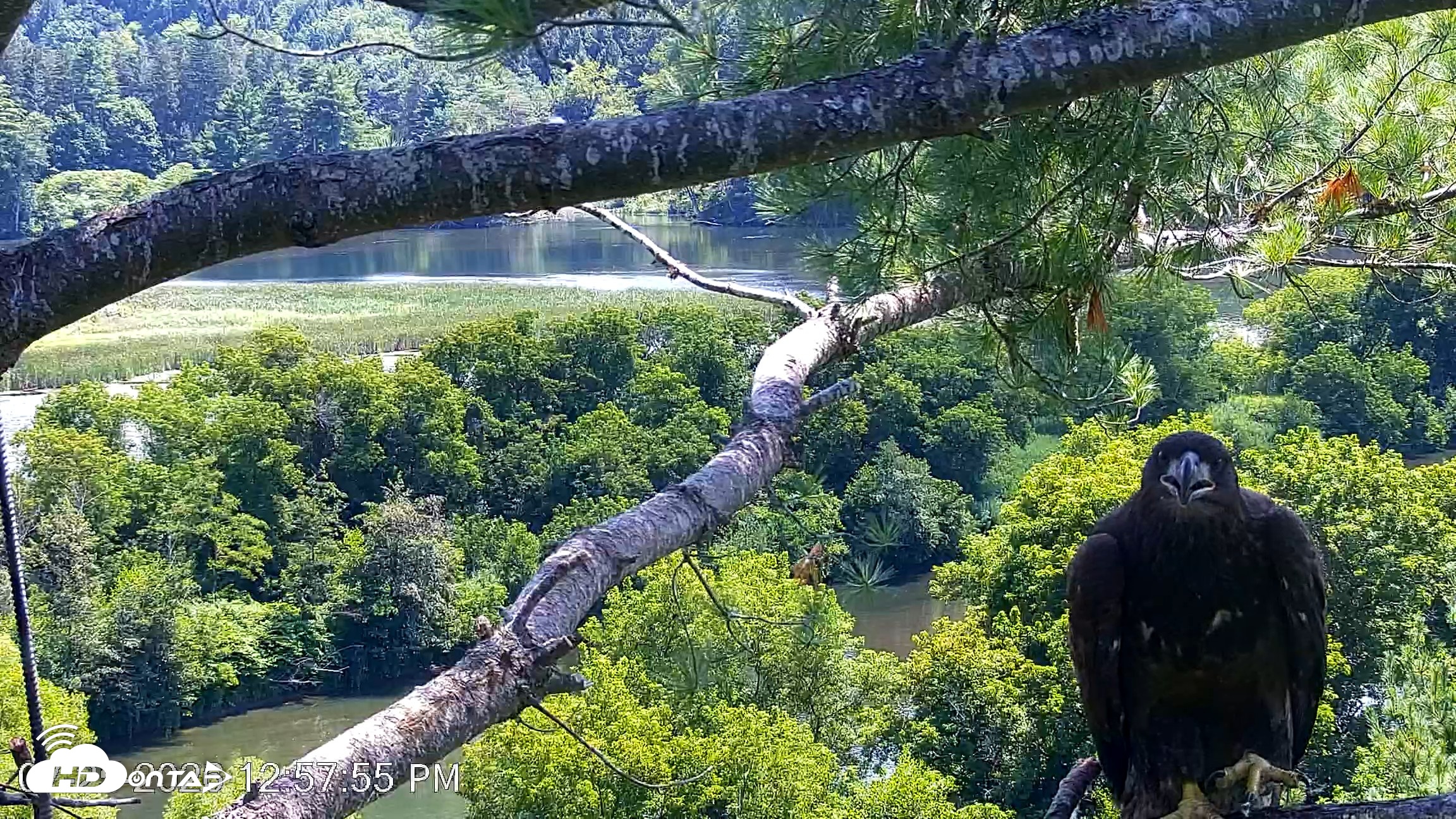 Snapshot of VINS Bald Eagles Nest Live Cams taken Jul 25, 2026, 12:58pm EDT