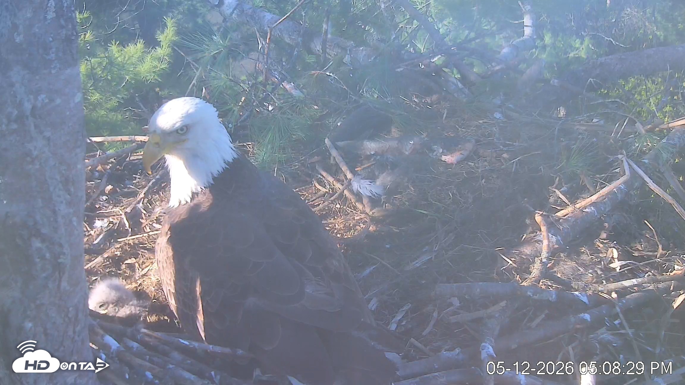 Snapshot of VINS Bald Eagles Nest Live Cams taken May 12, 2026, 5:09pm EDT