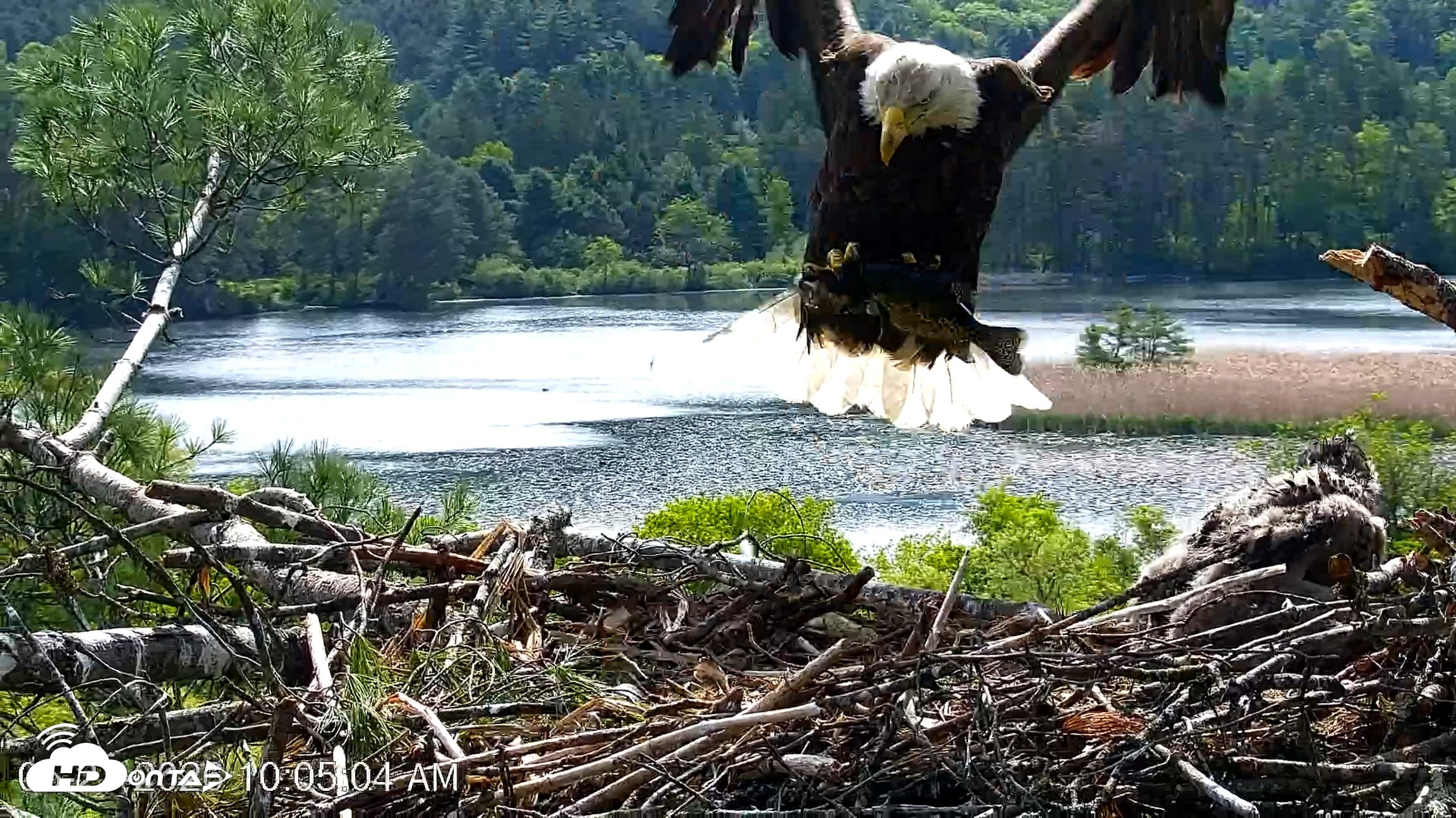 Snapshot of VINS Bald Eagles Nest Live Cams taken May 27, 2026, 10:05am EDT