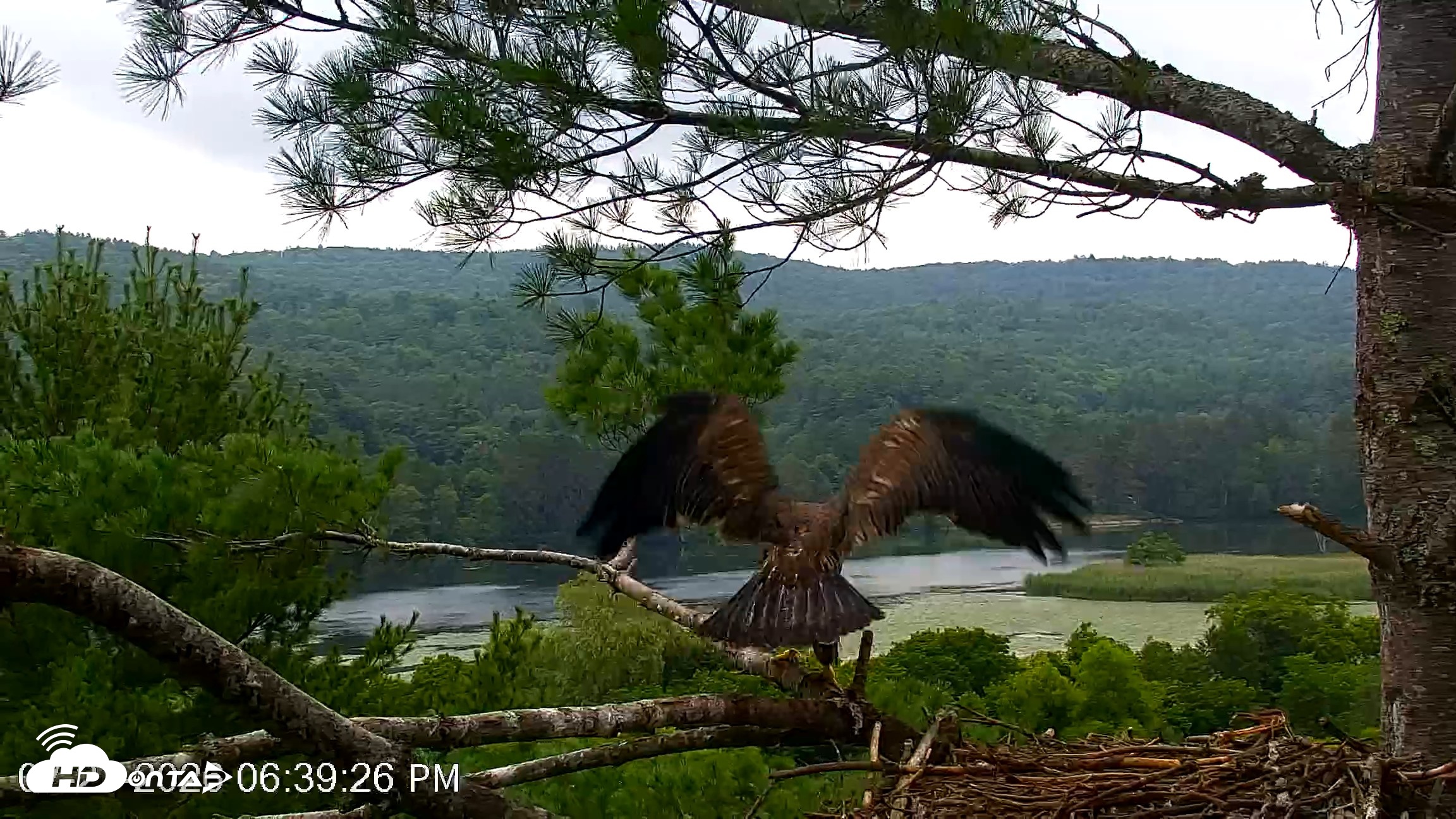 Snapshot of VINS Bald Eagles Nest Live Cams taken Jul 21, 2026, 6:40pm EDT