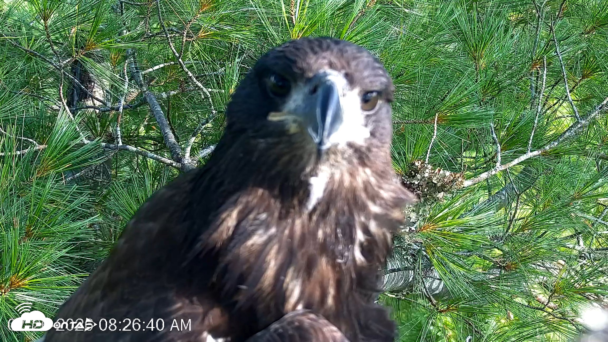 Snapshot of VINS Bald Eagles Nest Live Cams taken Jul 26, 2026, 8:27am EDT