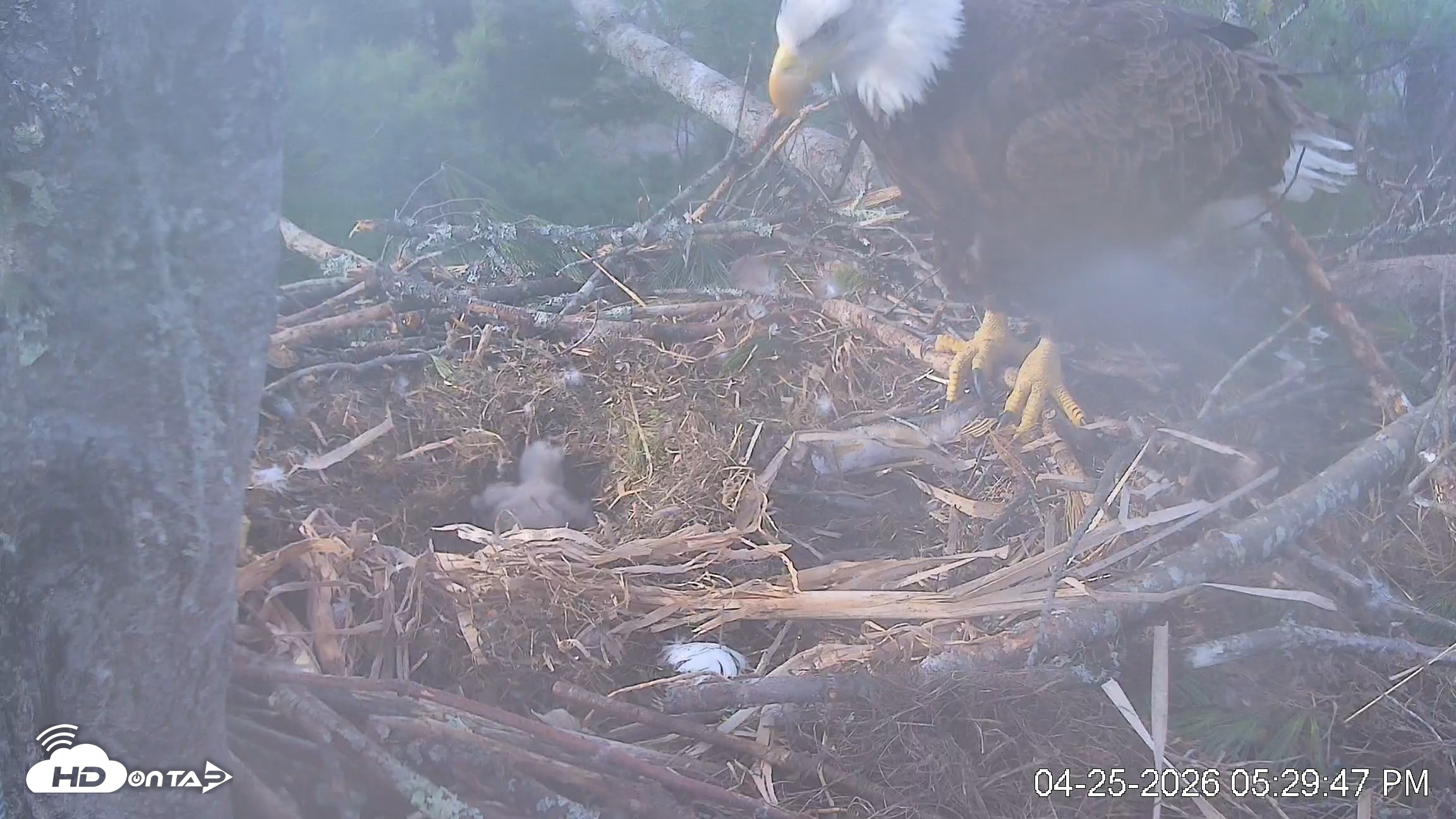 Snapshot of VINS Bald Eagles Nest Live Cams taken Apr 25, 2026, 5:30pm EDT