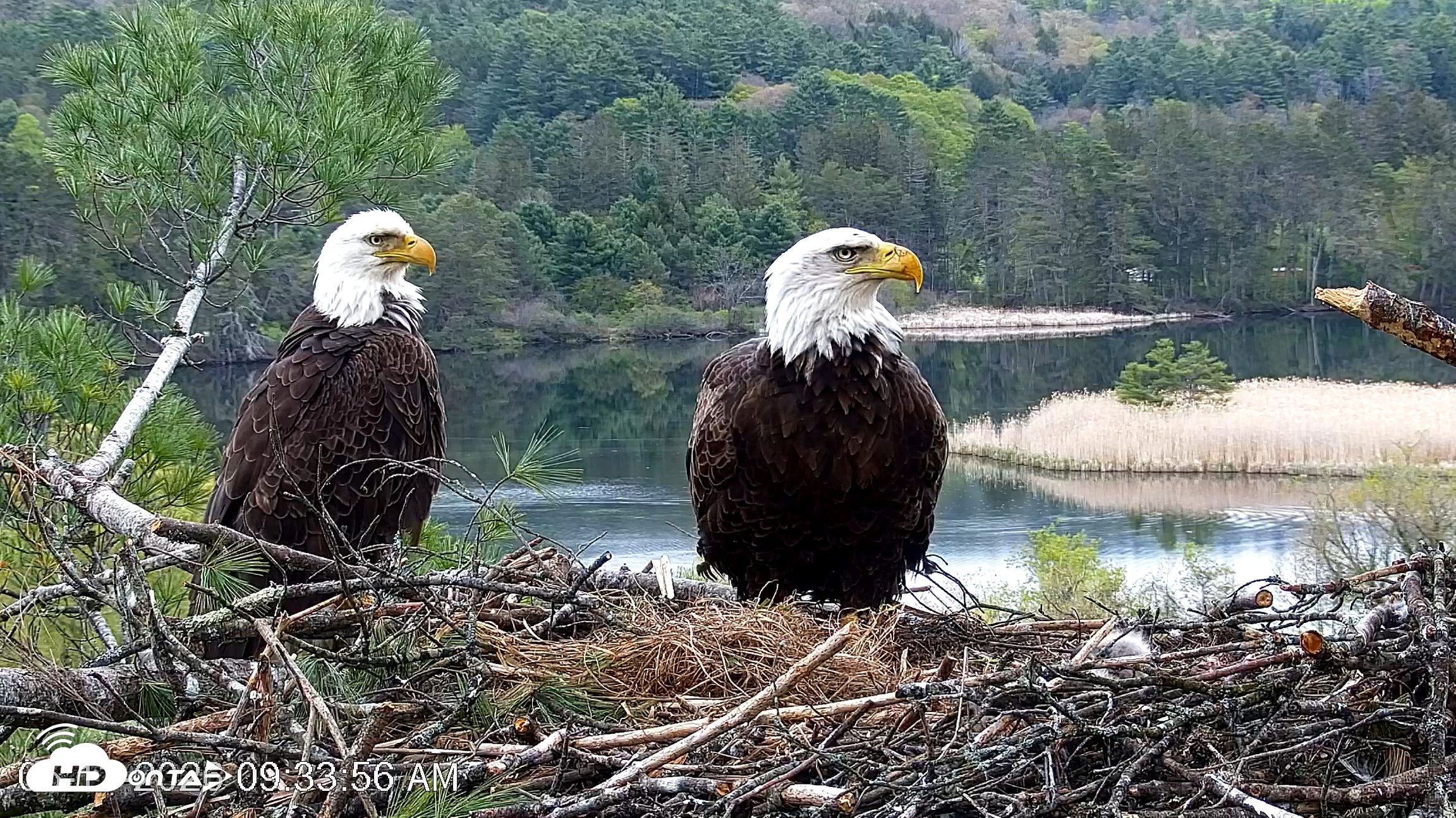 Snapshot of VINS Bald Eagles Nest Live Cams taken May 13, 2026, 9:34am EDT
