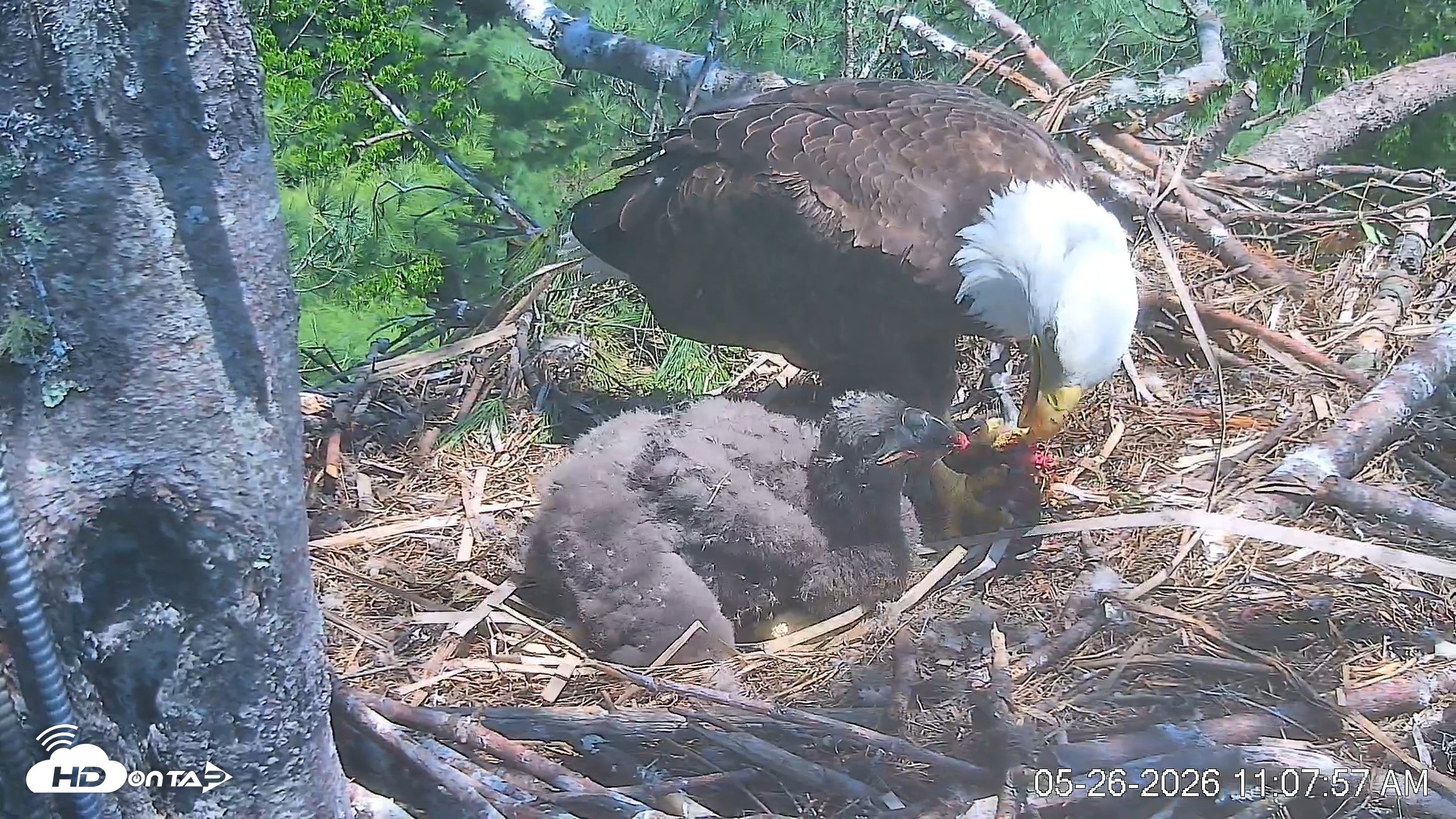 Snapshot of VINS Bald Eagles Nest Live Cams taken May 26, 2026, 11:08am EDT