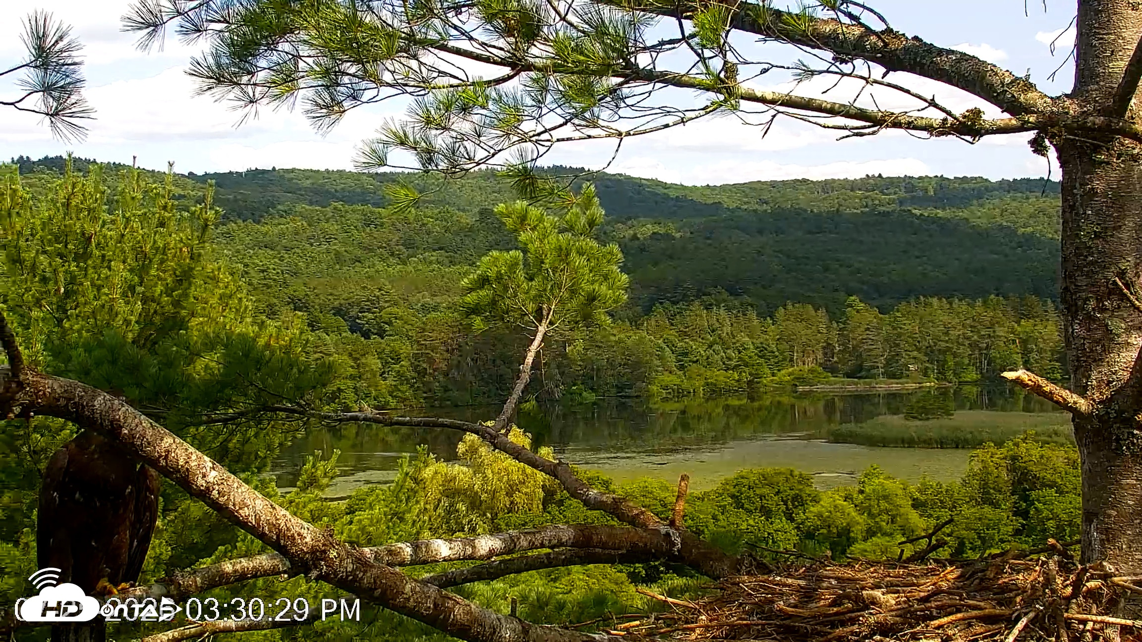 Snapshot of VINS Bald Eagles Nest Live Cams taken Jul 25, 2026, 3:30pm EDT