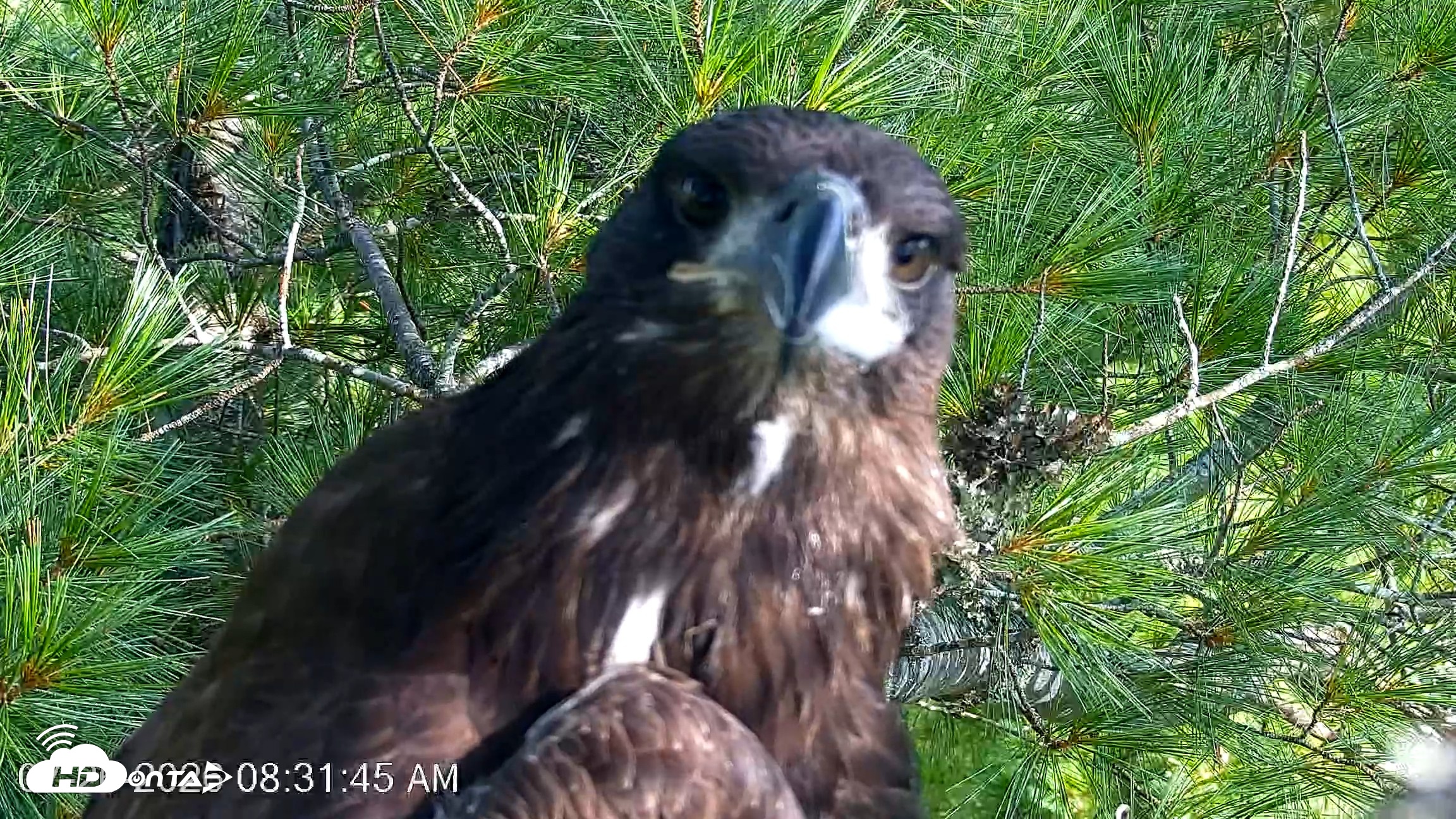 Snapshot of VINS Bald Eagles Nest Live Cams taken Jul 26, 2026, 8:32am EDT