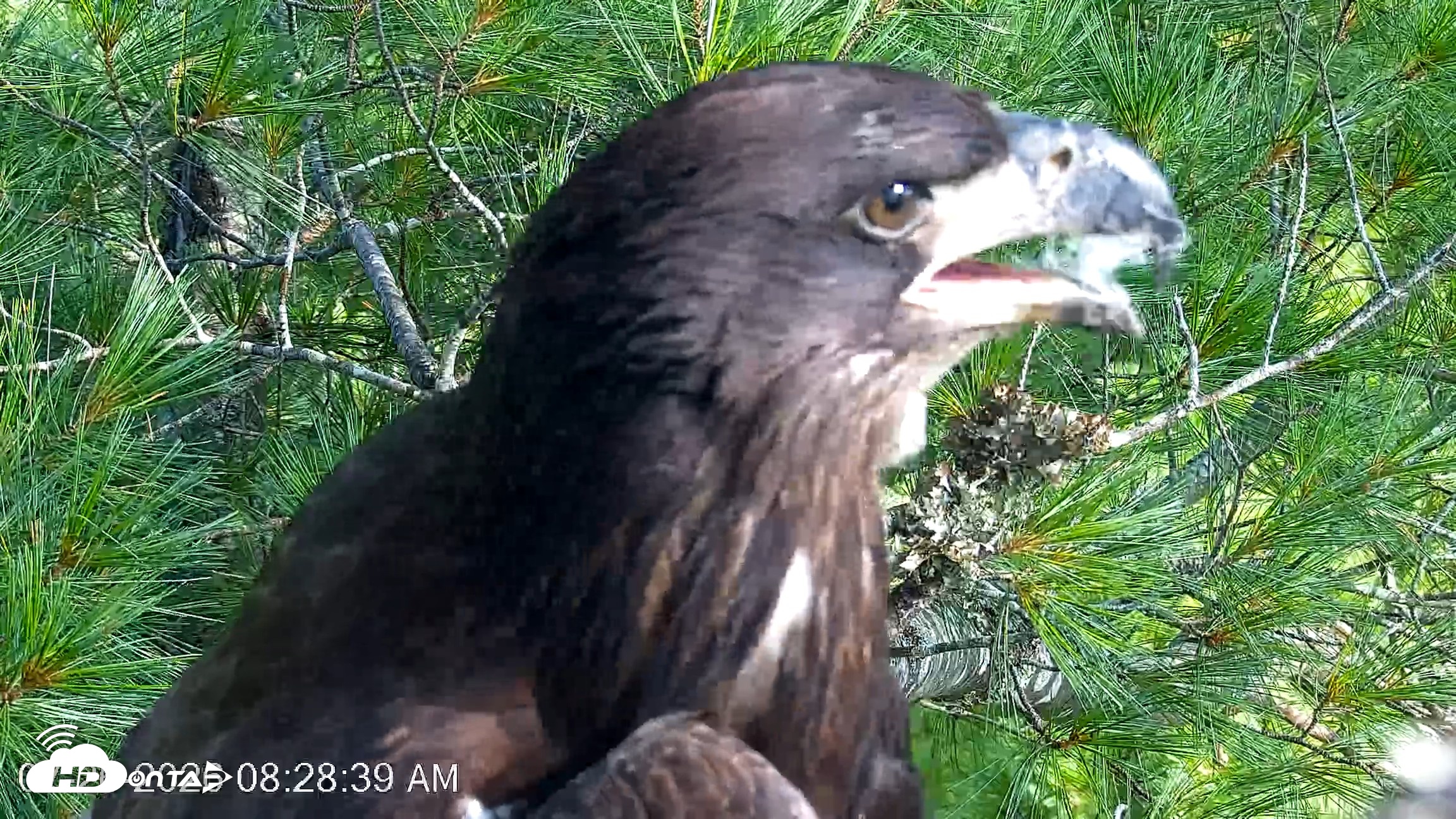 Snapshot of VINS Bald Eagles Nest Live Cams taken Jul 26, 2026, 8:29am EDT