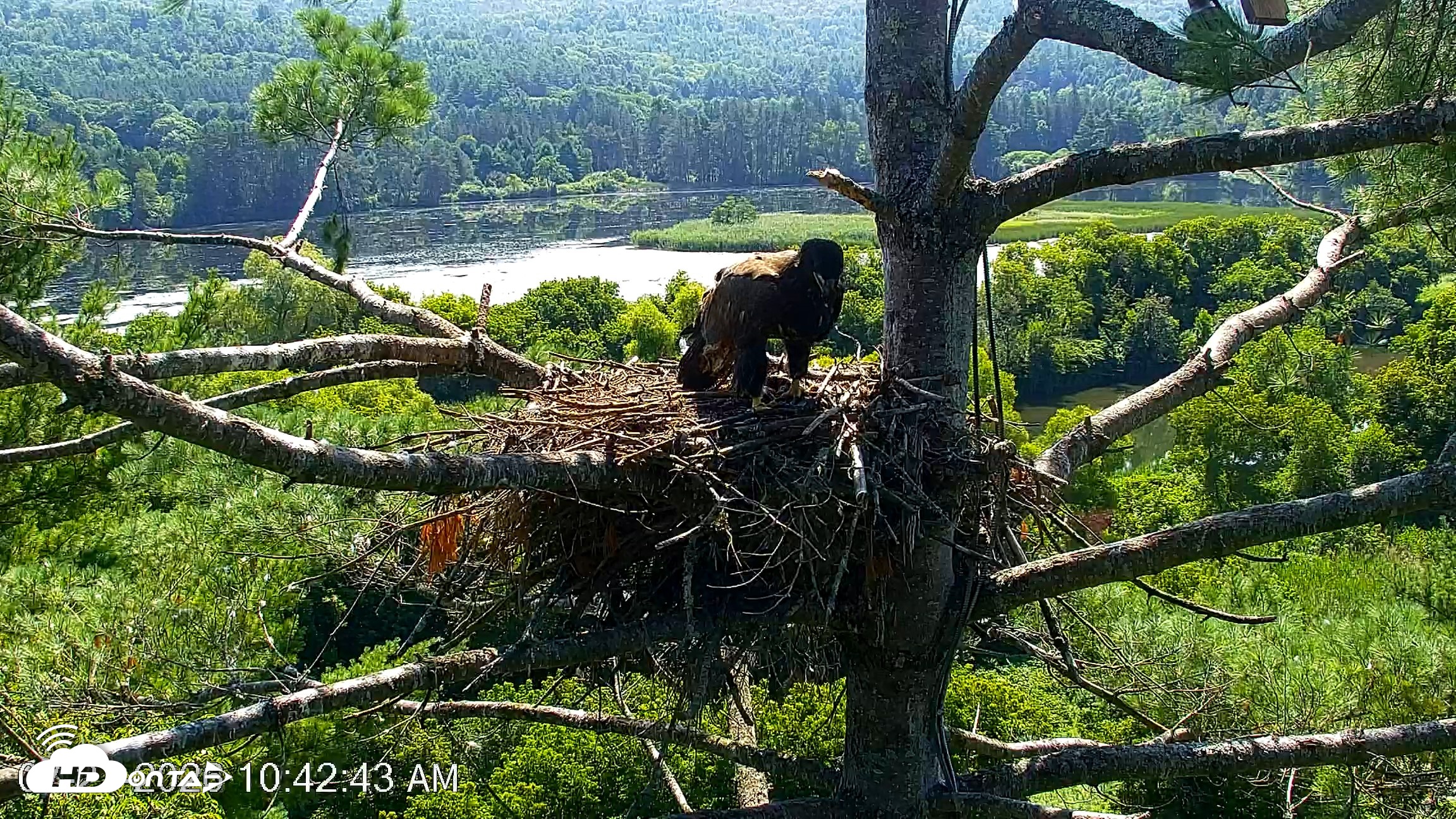 Snapshot of VINS Bald Eagles Nest Live Cams taken Jul 27, 2026, 10:43am EDT