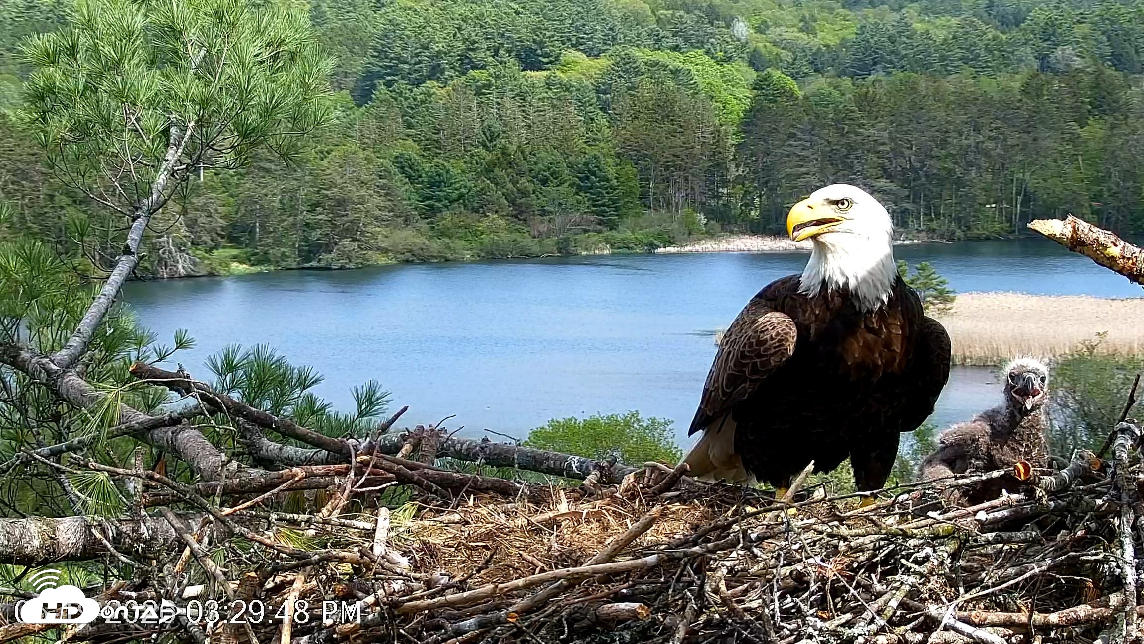 Snapshot of VINS Bald Eagles Nest Live Cams taken May 19, 2026, 3:30pm EDT