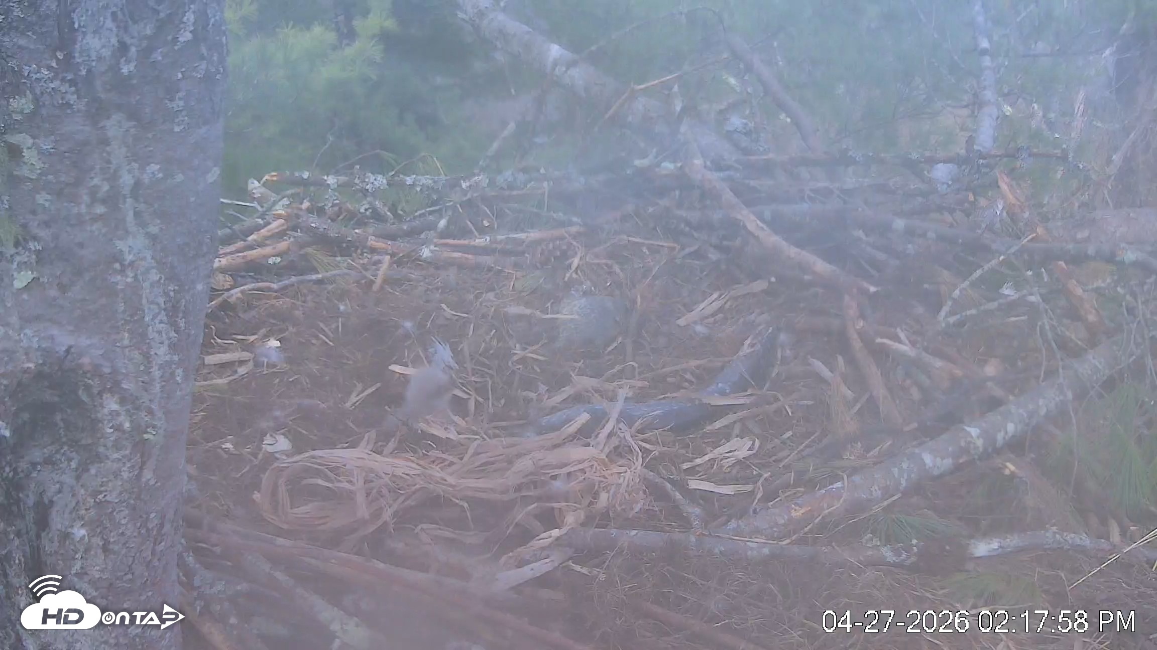 Snapshot of VINS Bald Eagles Nest Live Cams taken Apr 27, 2026, 2:18pm EDT
